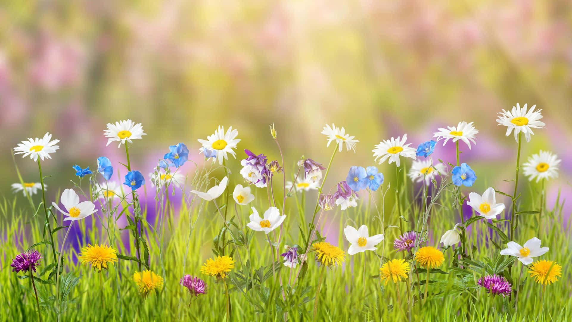  壁紙 — 充滿活力的雛菊、藍鈴花和黃色花朵在柔和陽光下搖曳，背景模糊的粉彩。