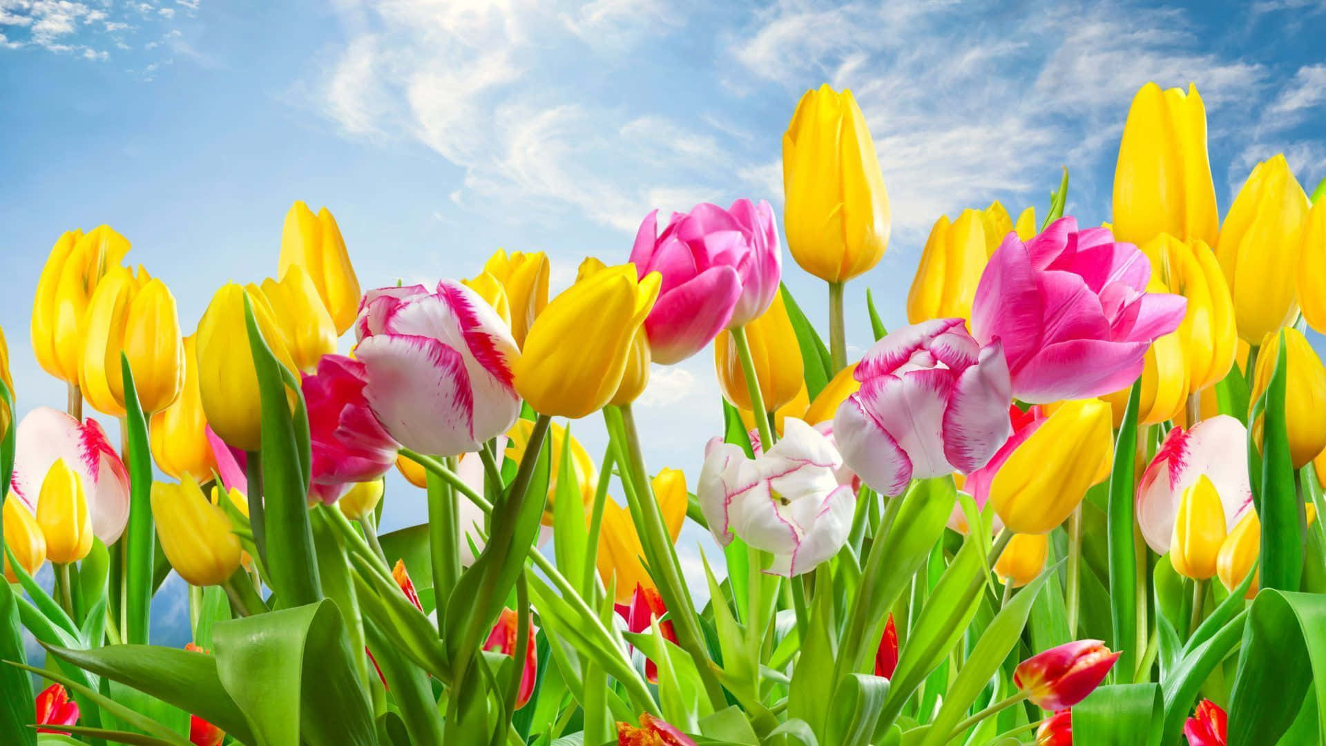 Spring Sunshine 桌布 壁紙 — 充滿活力的黃色、粉紅色和白色鬱金香田，在明亮的藍天和縷縷白雲下搖曳。