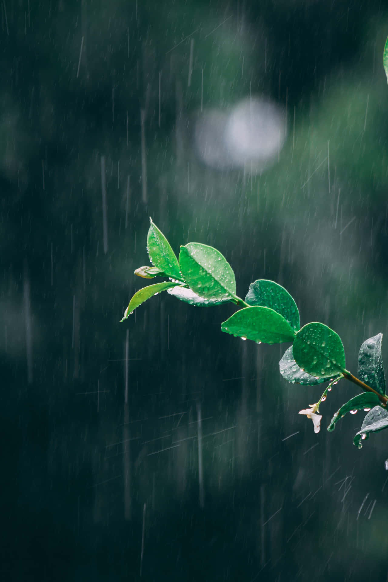 迷人的雨滴交響曲 壁紙 — 在細雨中，一條充滿活力的綠色樹枝在模糊的黑暗森林背景下閃爍著雨滴。