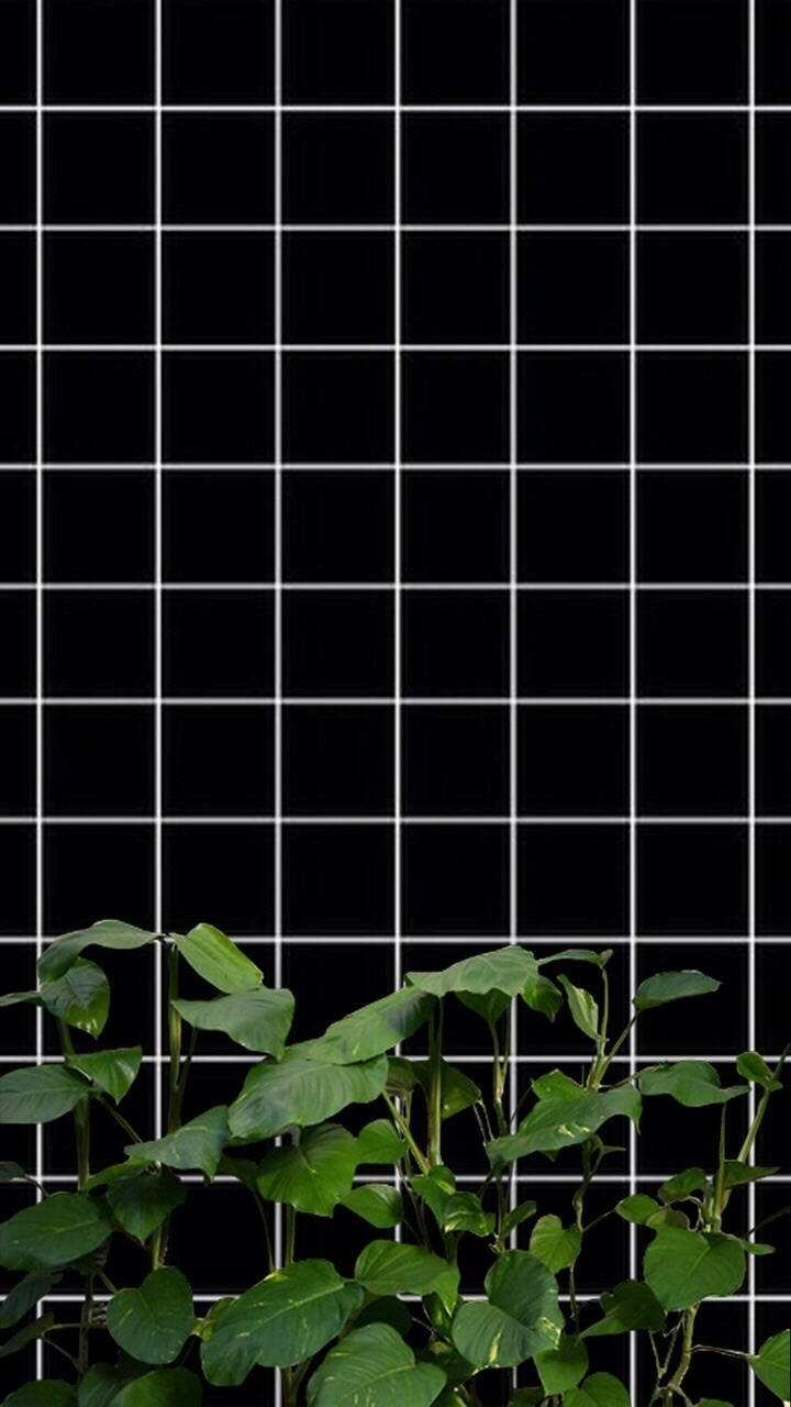 綠色植物沿著帶有白色網格線的黑色瓷磚牆生長。