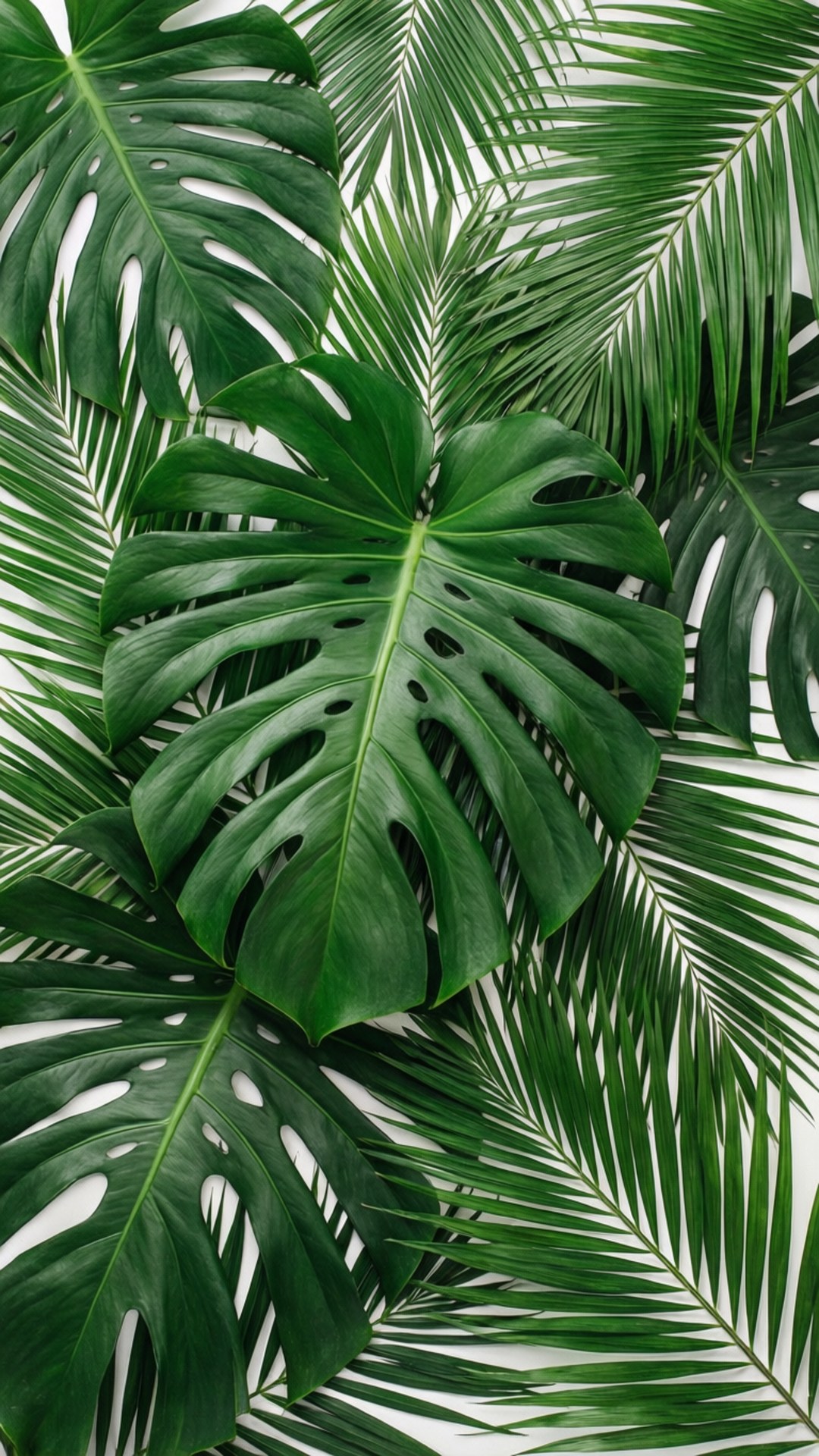 Tropical Leaf Paradise 壁紙 — 充滿活力的綠色龜背竹和棕櫚葉在純白背景上排列成茂盛的熱帶圖案。