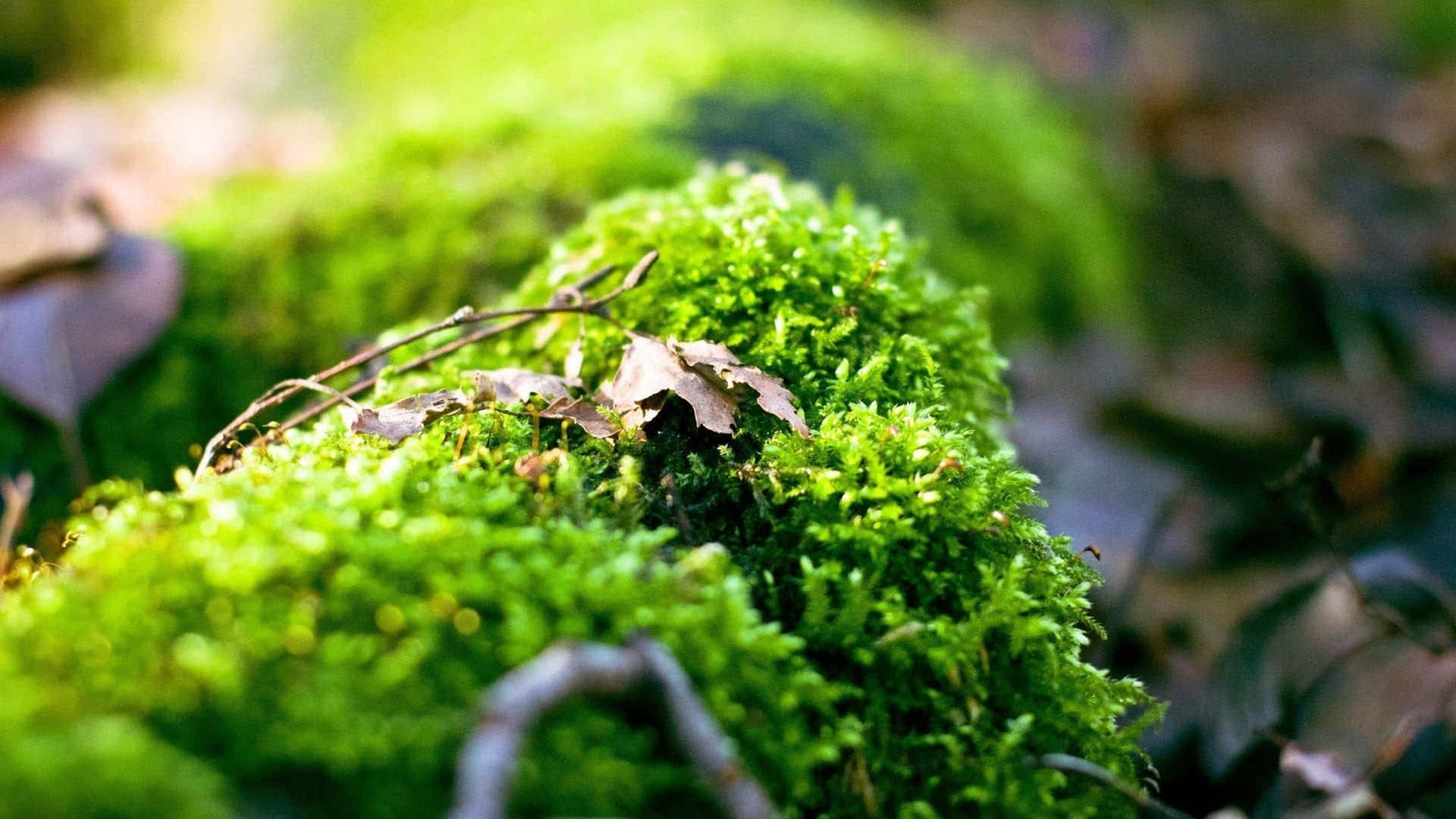 Moss 桌布 壁紙 — 充滿活力的綠色苔蘚覆蓋森林地面，散落著乾燥的樹葉和樹枝，在柔和自然光下。