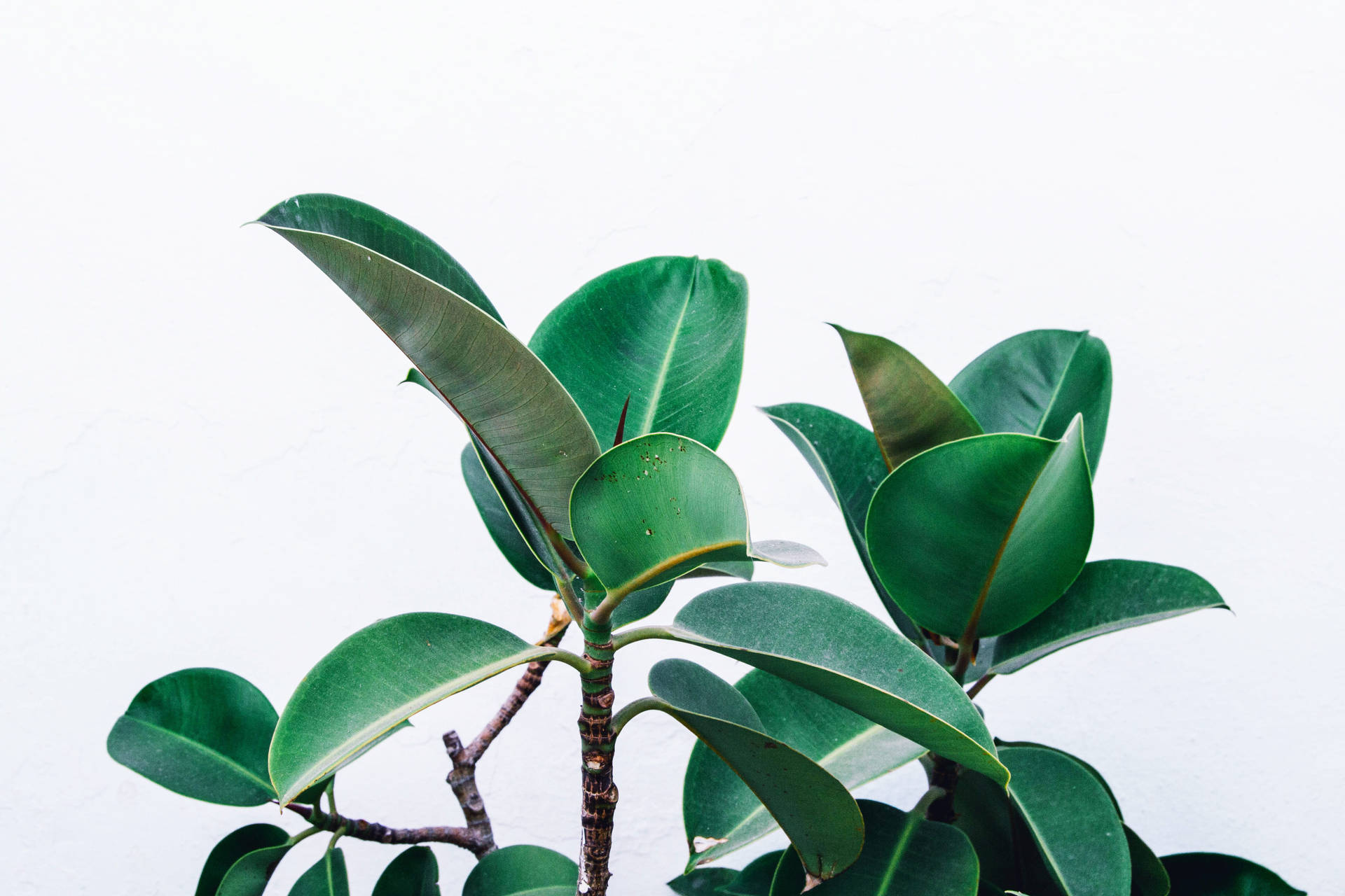 橡膠植物特寫，葉片光澤翠綠，以白色牆壁為背景。