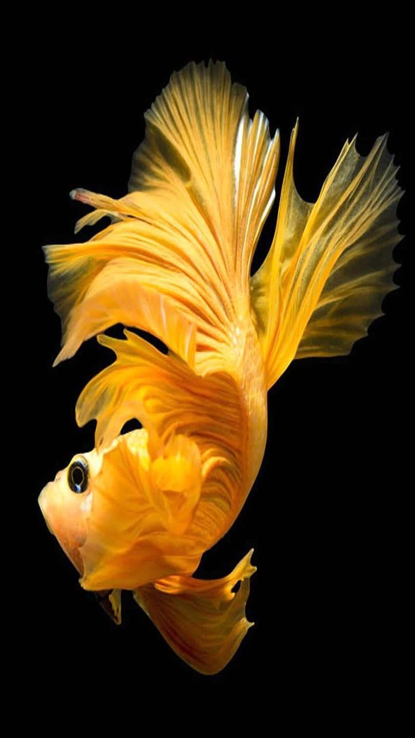  壁紙 — 一條充滿活力的橙色金魚，擺動著流暢的魚鰭，在純黑色背景上優雅地滑行。