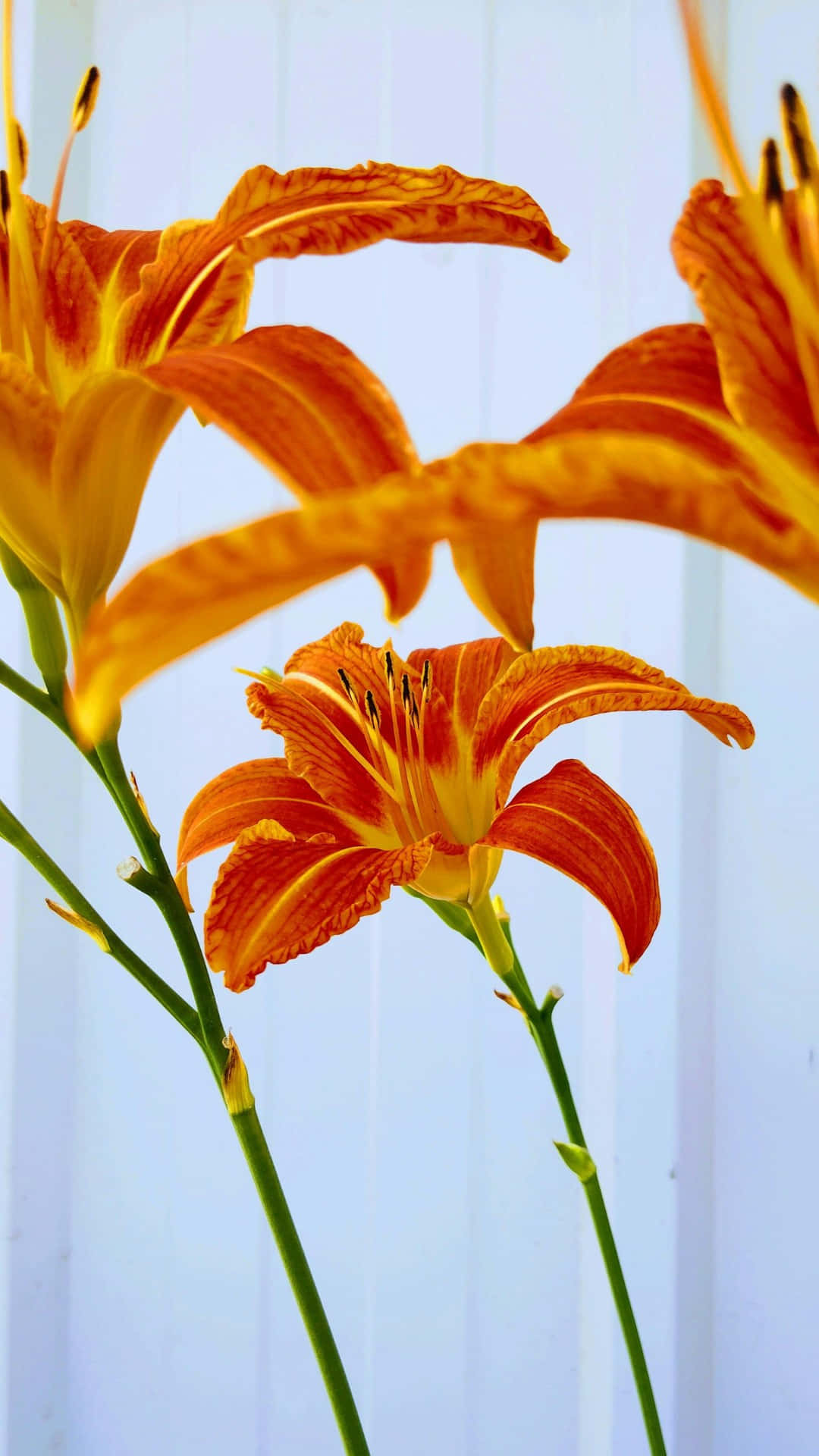  壁紙 — 鮮豔的橙色百合花，黃色花心，在柔和的藍色木柵欄背景下盛開。