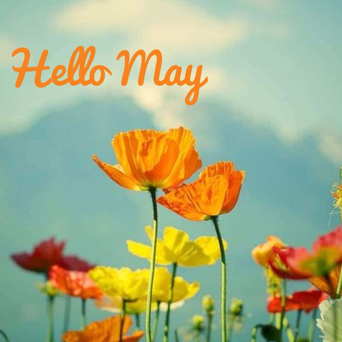 色彩繽紛的罌粟花在藍天下盛開，並帶有「Hello May」文字。