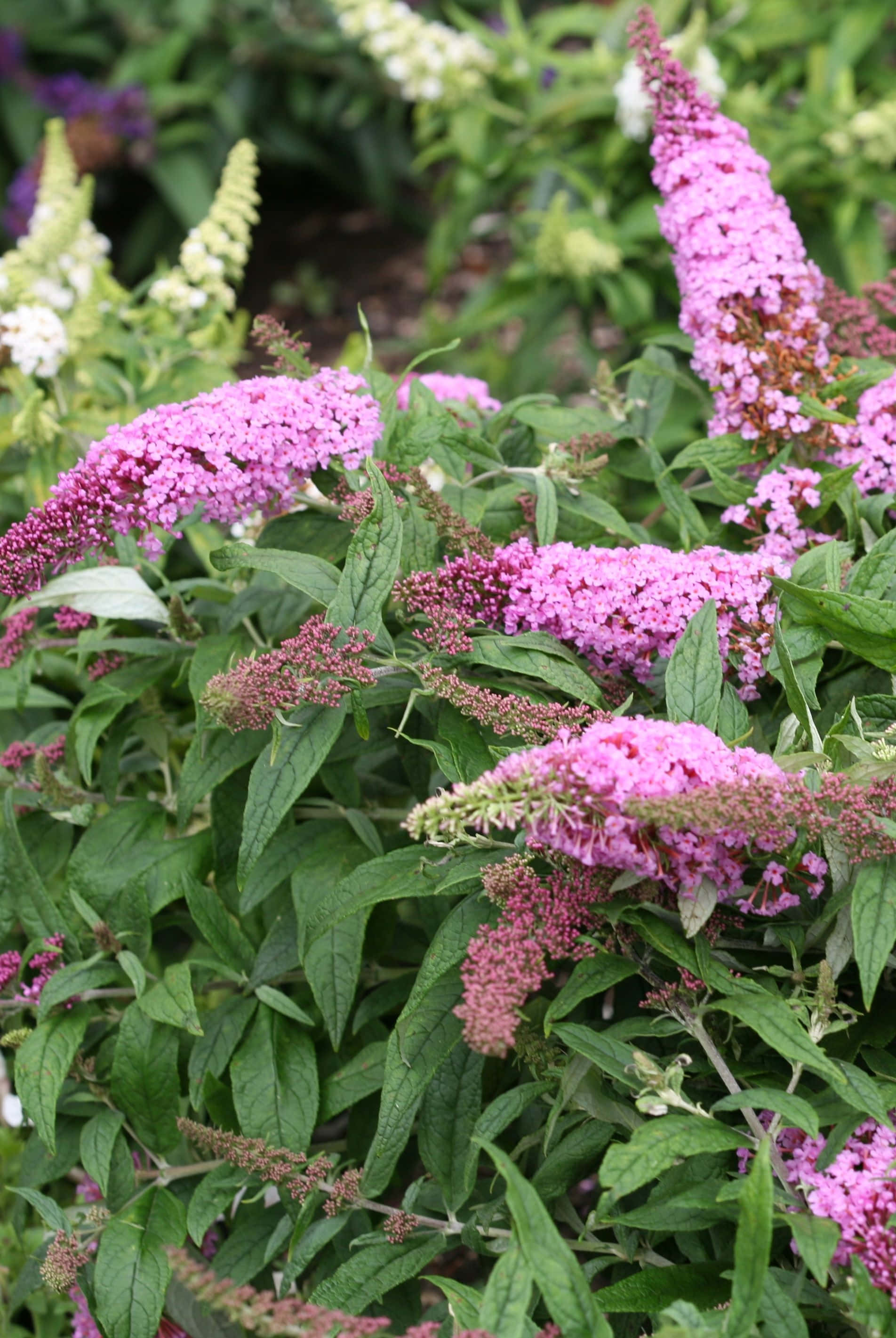 Butterfly Bush 桌布 壁紙 — 鮮豔的粉紅色蝴蝶灌木花朵在陽光普照的花園中，密集地簇擁在茂密的綠葉之間。