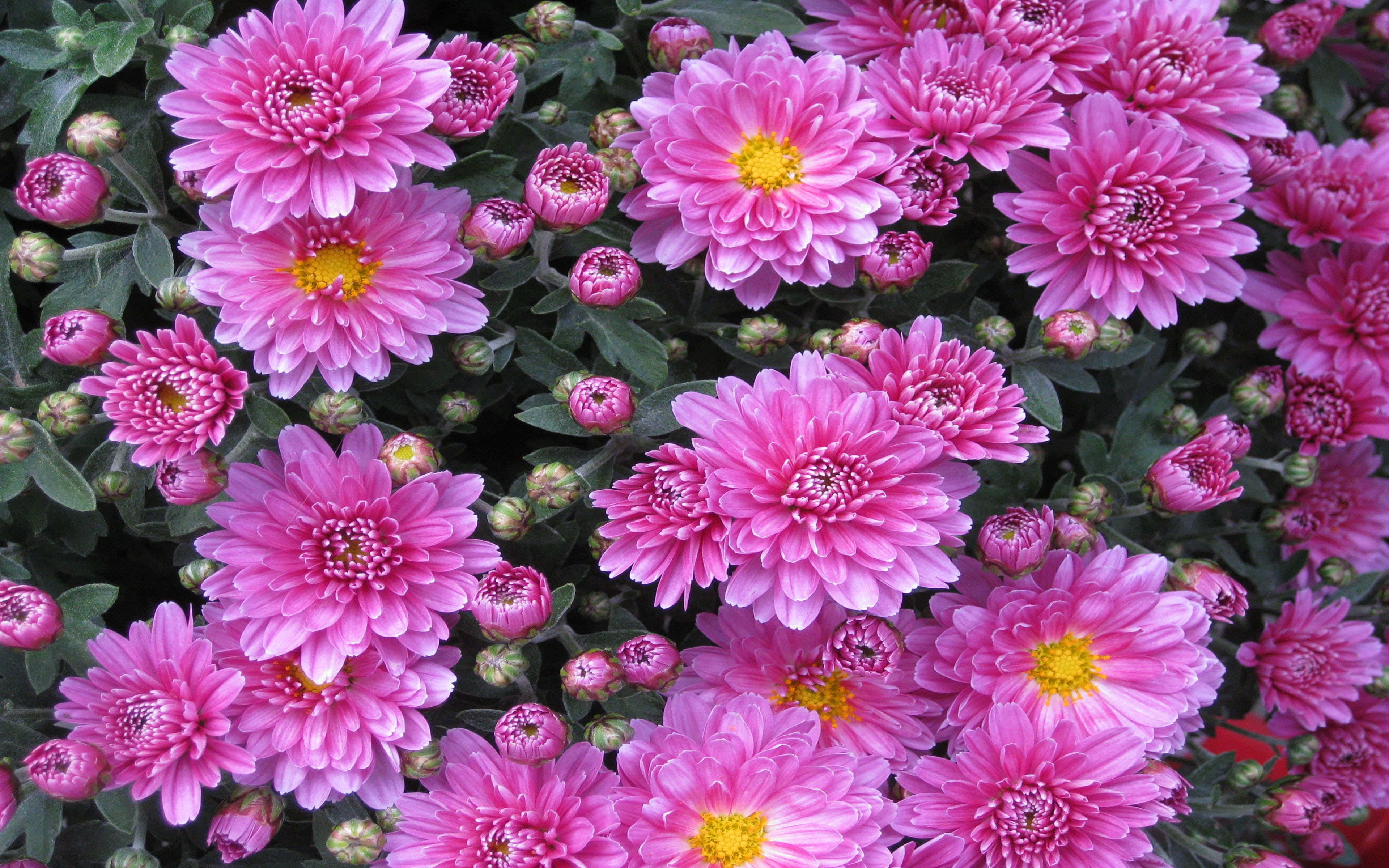 Pink Chrysanthemums 桌布 壁紙 — 鮮豔的粉紅色菊花，黃色花心，在綠葉和花蕾間密集盛開。