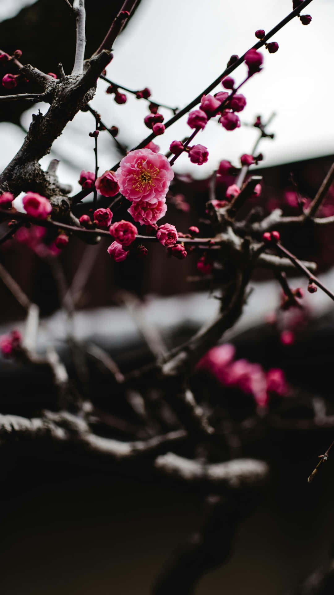  壁紙 — 鮮豔的粉紅色梅花在暗色多節的樹枝上 delicately 綻放，背景柔和模糊。