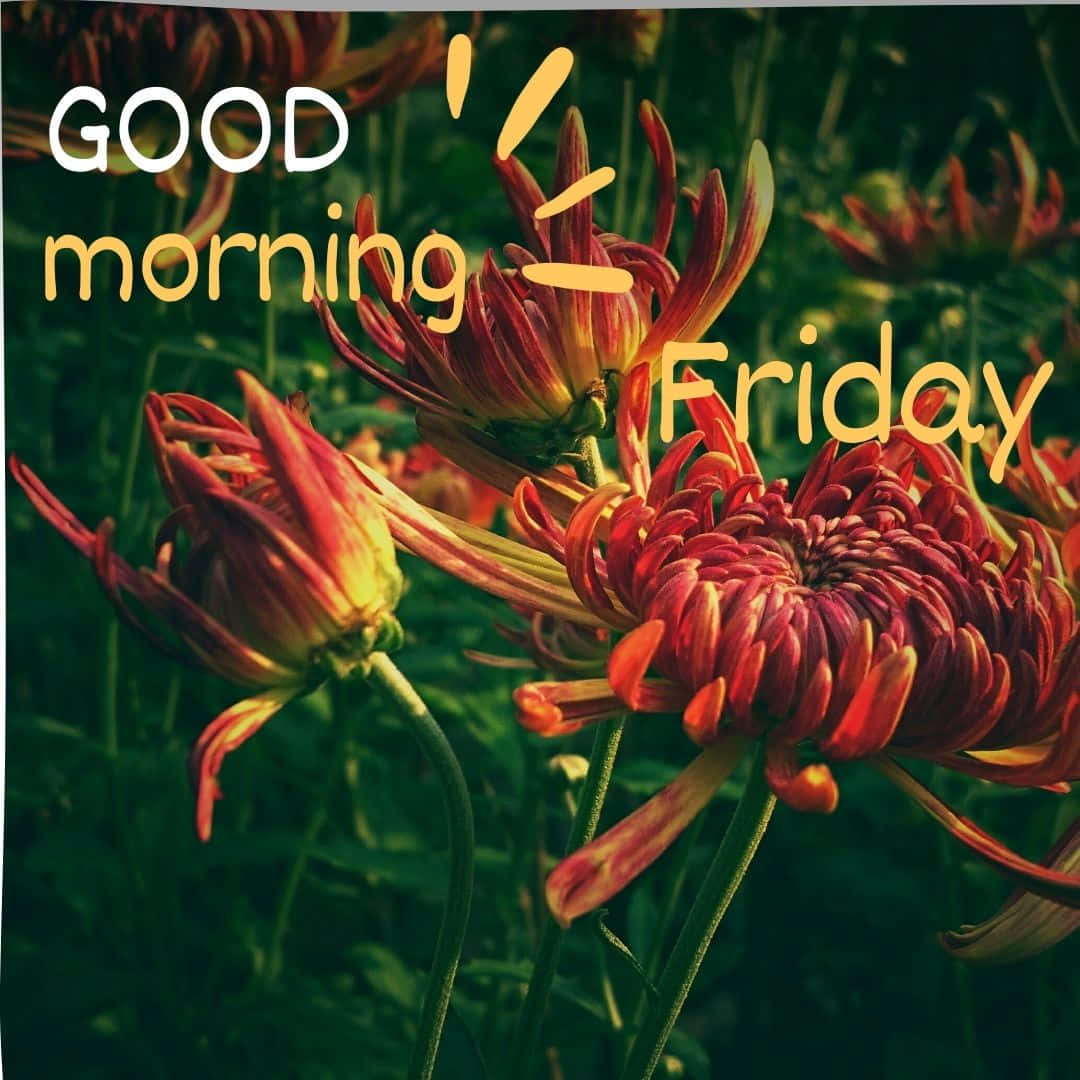  壁紙 — 鮮豔的紅色和黃色菊花在柔和的晨光中綻放，帶有 'GOOD morning Friday' 文字疊加。