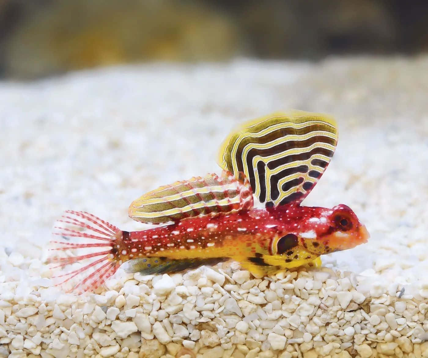  壁紙 — 一條鮮豔的紅黃色小龍魚，帶有醒目的黑黃條紋鰭，在水族箱的白色礫石床上休息。