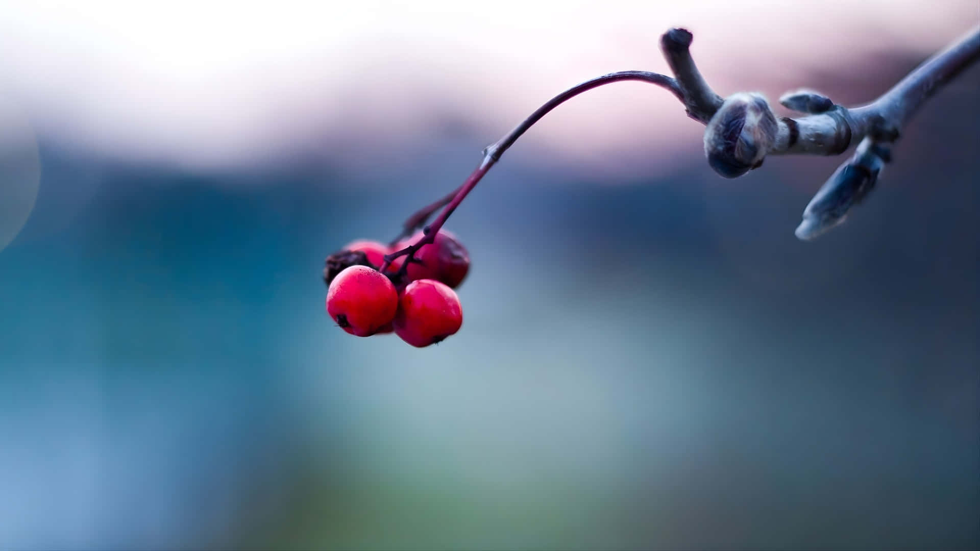  壁紙 — 鮮紅的漿果簇擁在結霜的樹枝上，背景是柔和的藍色和粉紅色模糊效果。