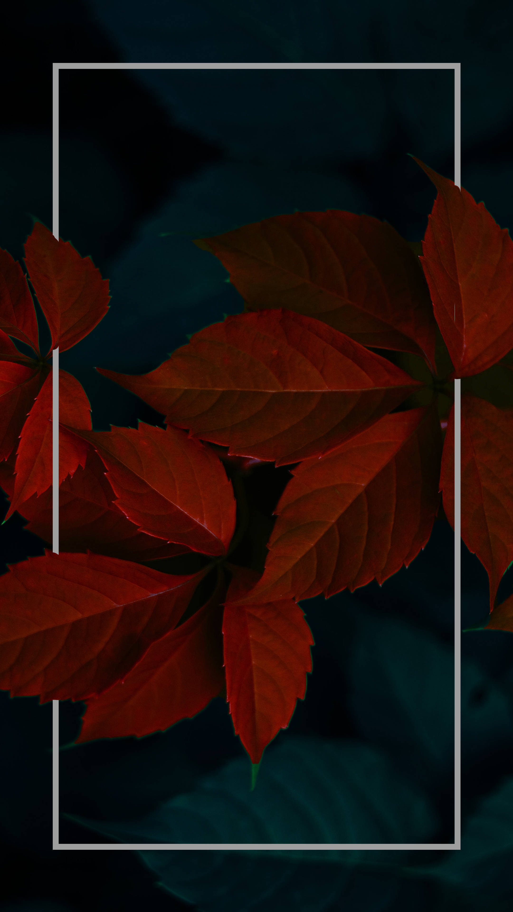 深藍綠色背景上以白色邊框框起的紅色秋葉。