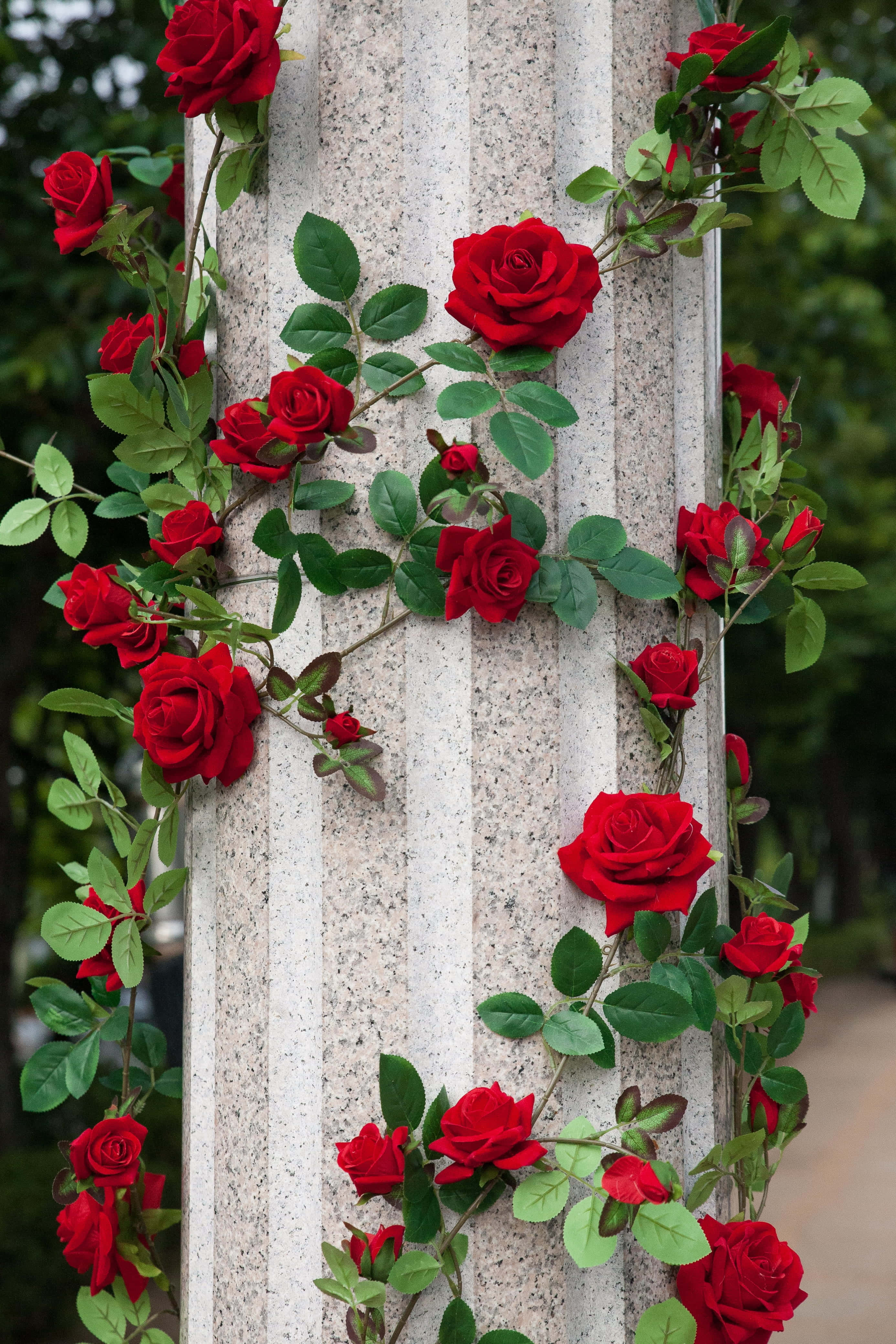Red Rose 桌布 壁紙 — 鮮豔的紅玫瑰與茂盛的綠葉攀爬在花園中帶紋理的石柱上。