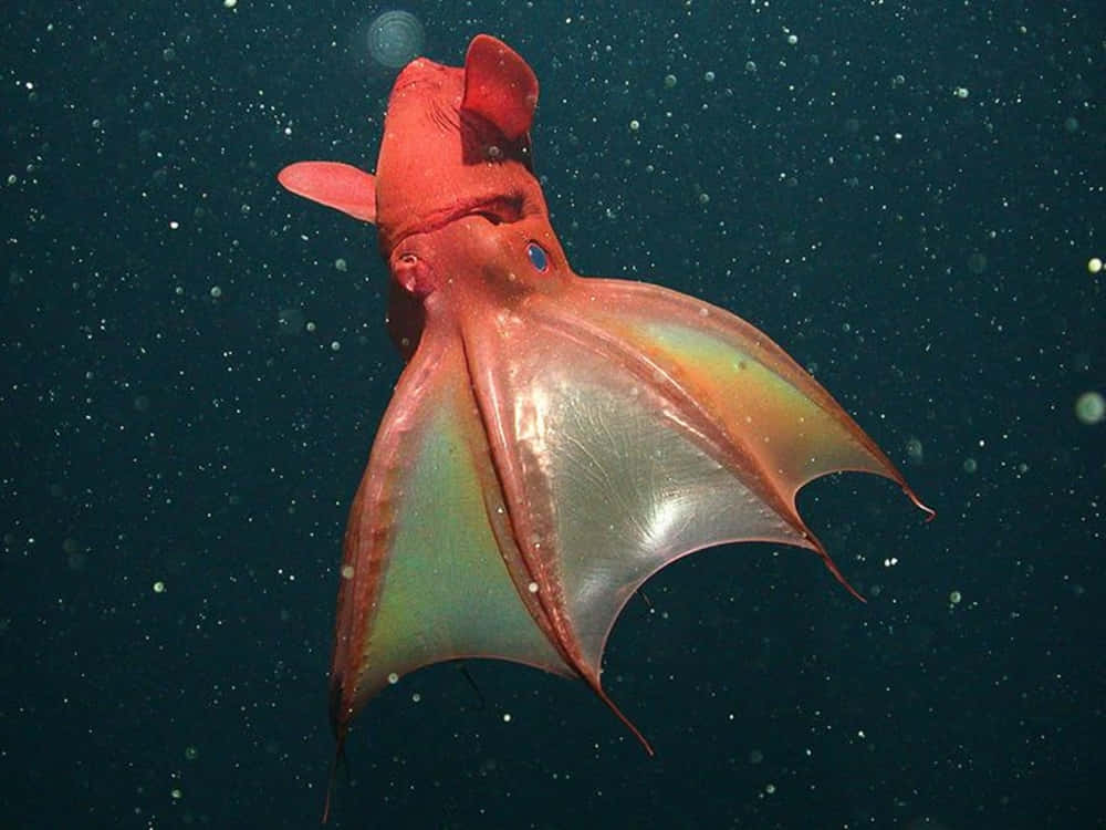 Vampire Squid 桌布 壁紙 — 一隻鮮紅色的吸血鬼魷魚在黑暗的海水中滑行，擁有半透明的翼狀鰭和發光的藍色眼睛。
