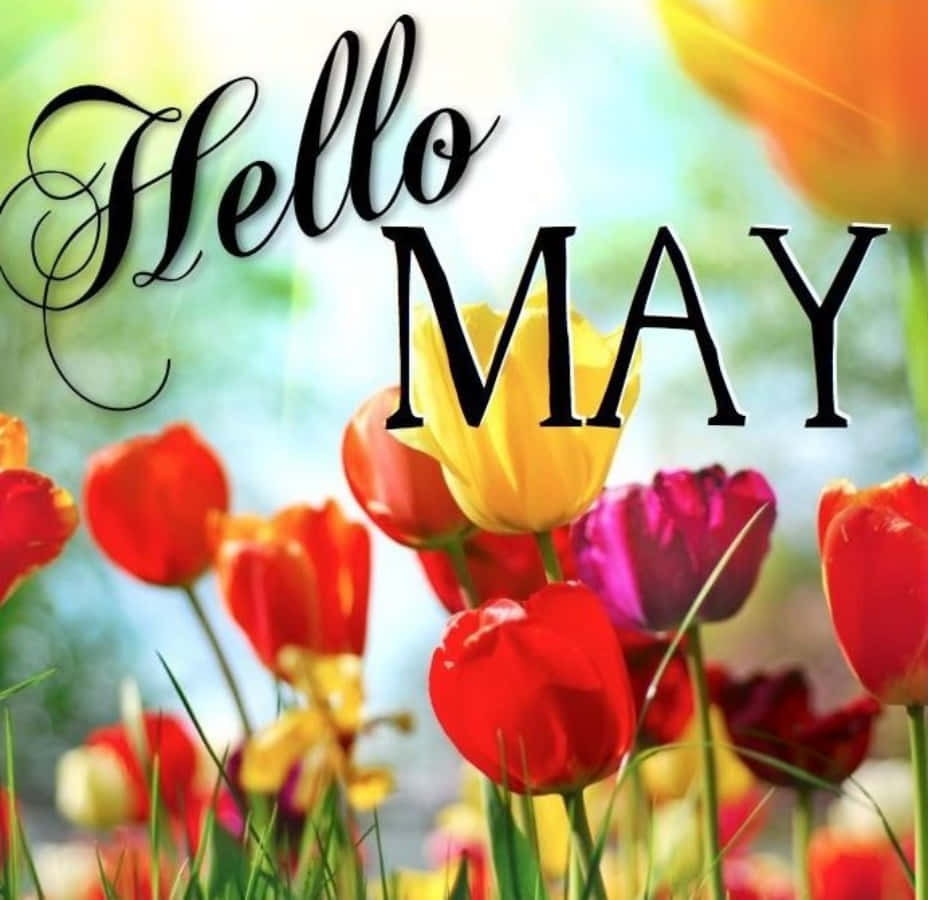鮮豔的鬱金香在春天盛開，帶有 'Hello MAY' 文字疊加。