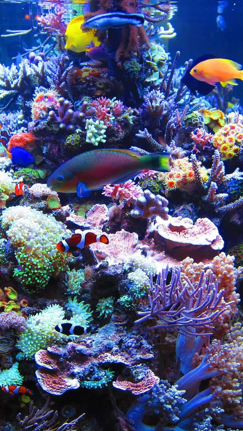  壁紙 — 色彩繽紛的熱帶魚在明亮的藍色海水中的彩色珊瑚礁之間游動，構成一個生動的水下場景。