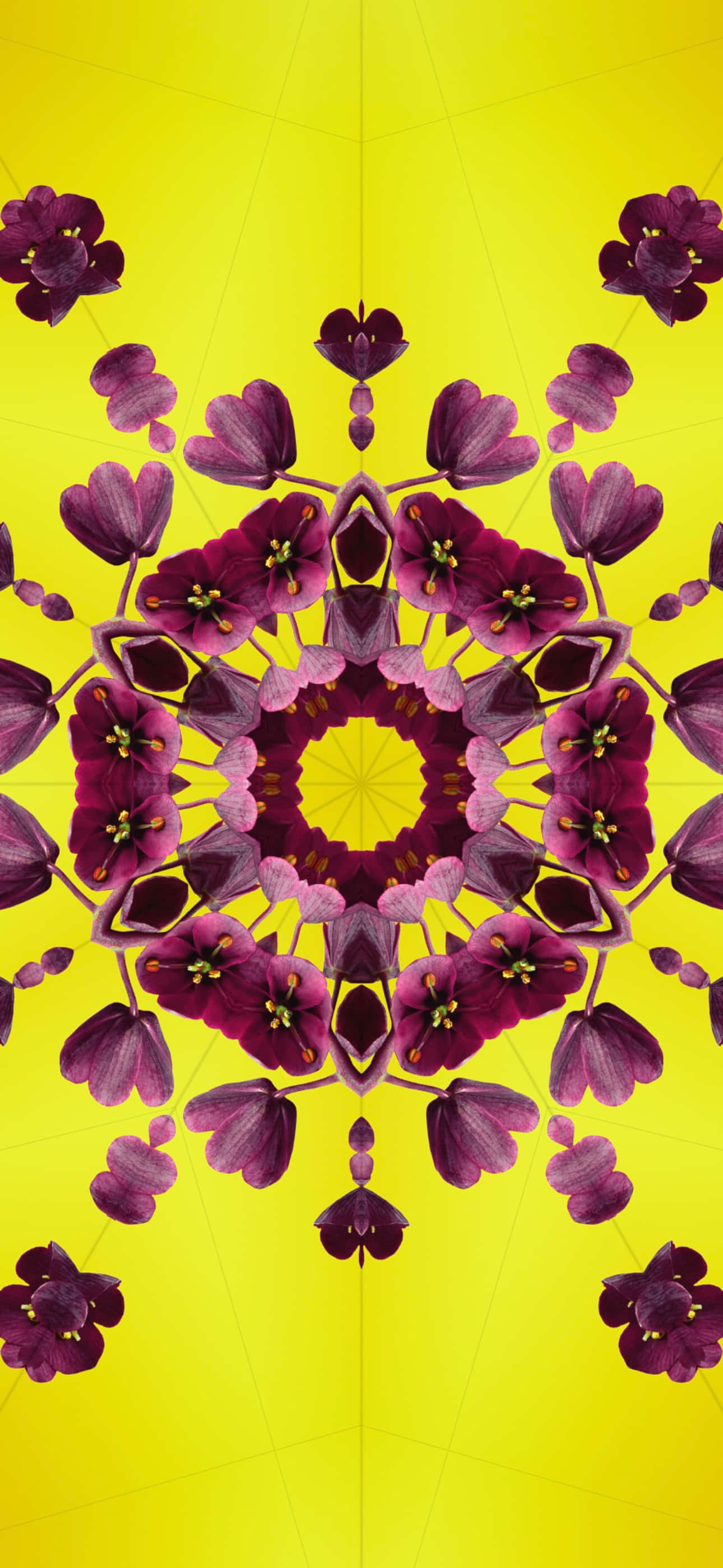 iOS 17 桌布 壁紙 — 鮮黃色背景，帶有從中心放射的對稱紫色花朵曼陀羅圖案。