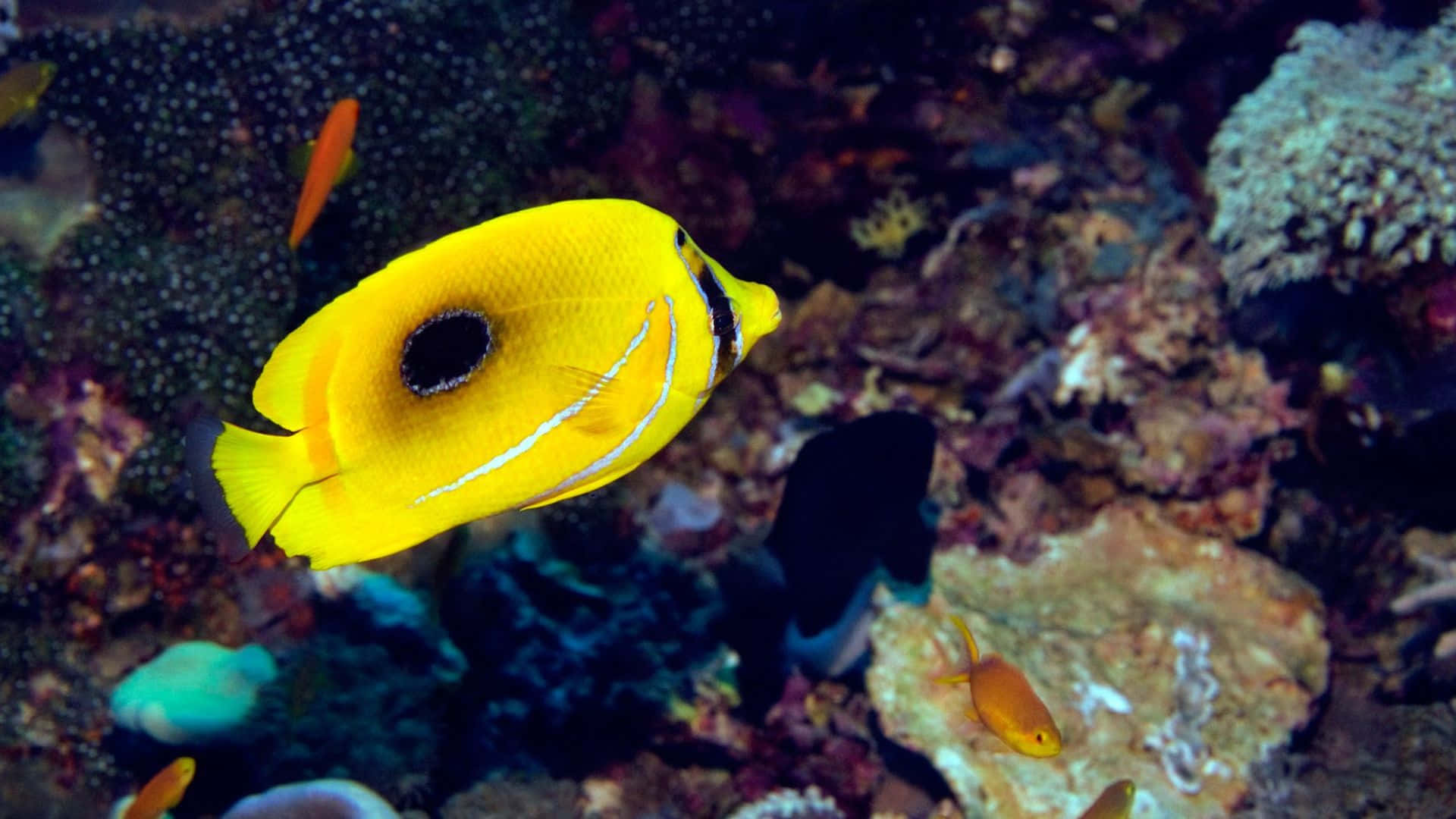 一條帶有黑色眼斑的黃色蝴蝶魚在珊瑚和小橙色魚附近游動。 — 唯美蝴蝶動圖 壁紙