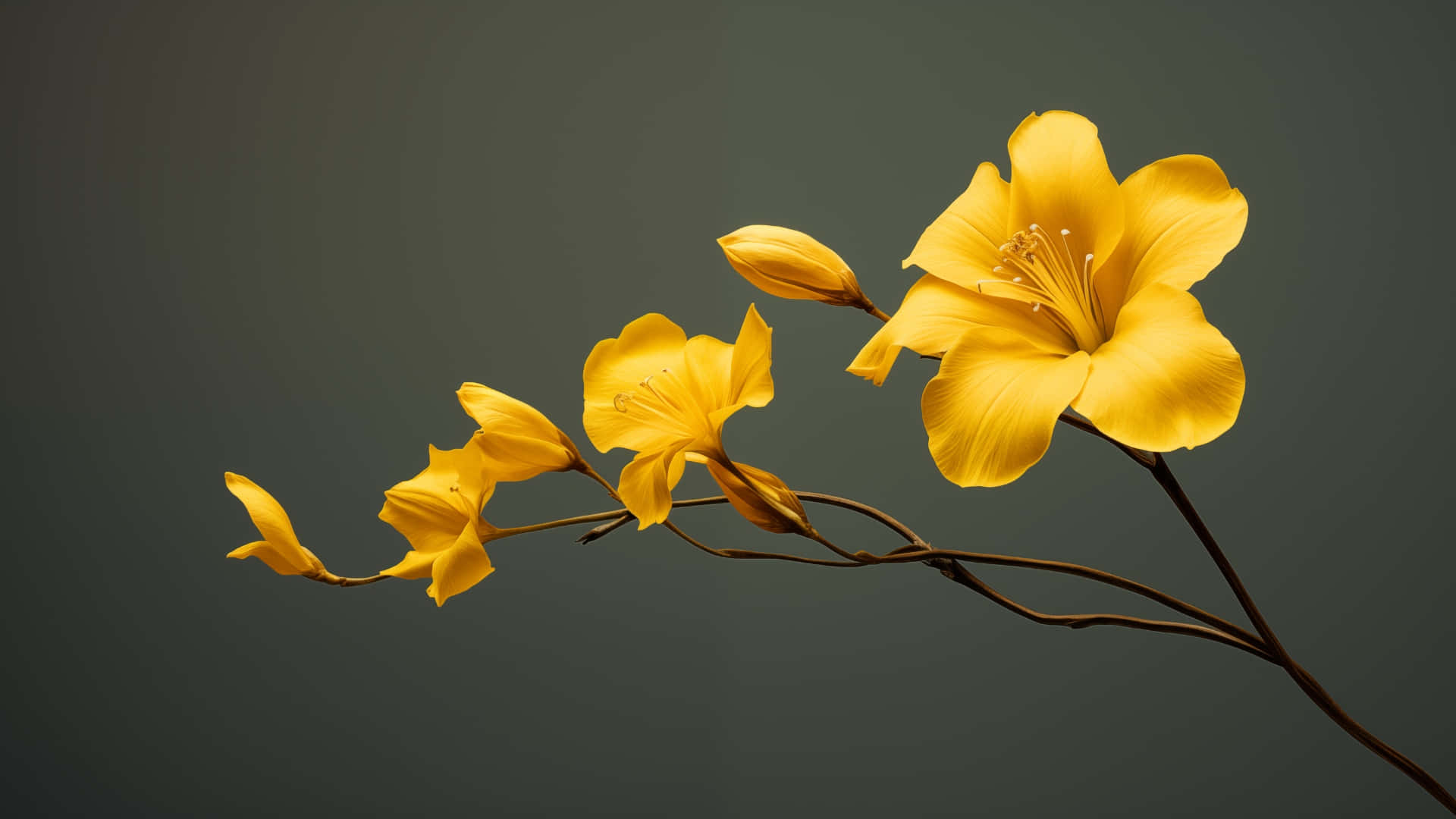 壁紙 — 鮮黃色的百合花在柔和的灰色背景下，優雅地在纖細的莖上綻放。