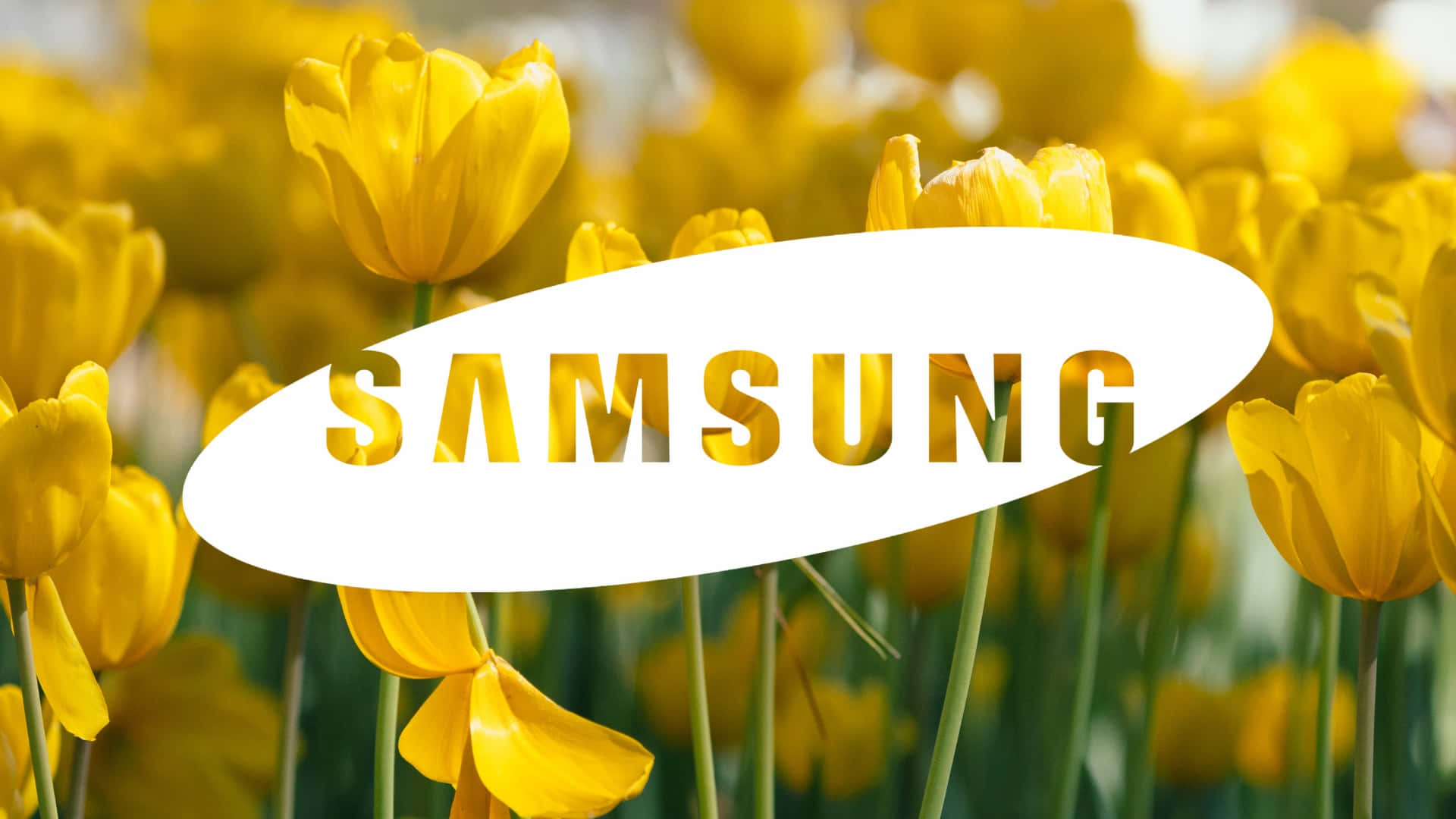  壁紙 — 鮮豔的黃色鬱金香在帶有金色文字的白色橢圓形Samsung標誌後盛開。