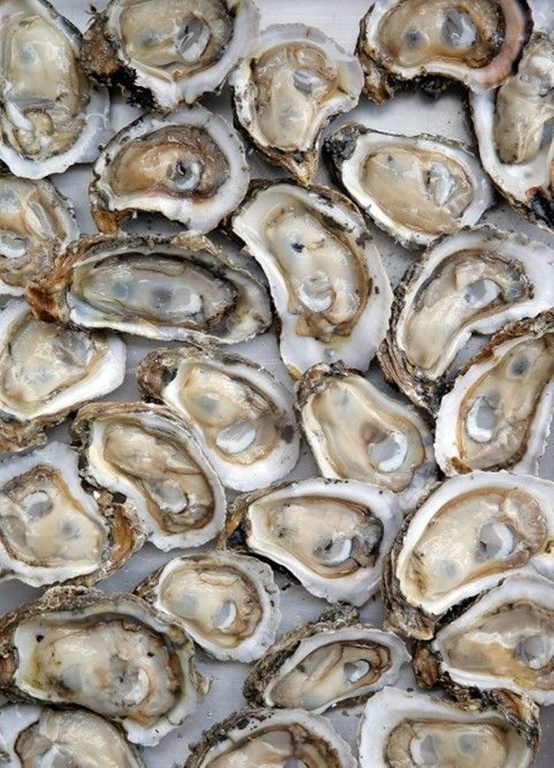 大量美味牡蠣海鮮 壁紙 — 大量生蠔半殼緊密排列在淺色表面上的特寫照片。