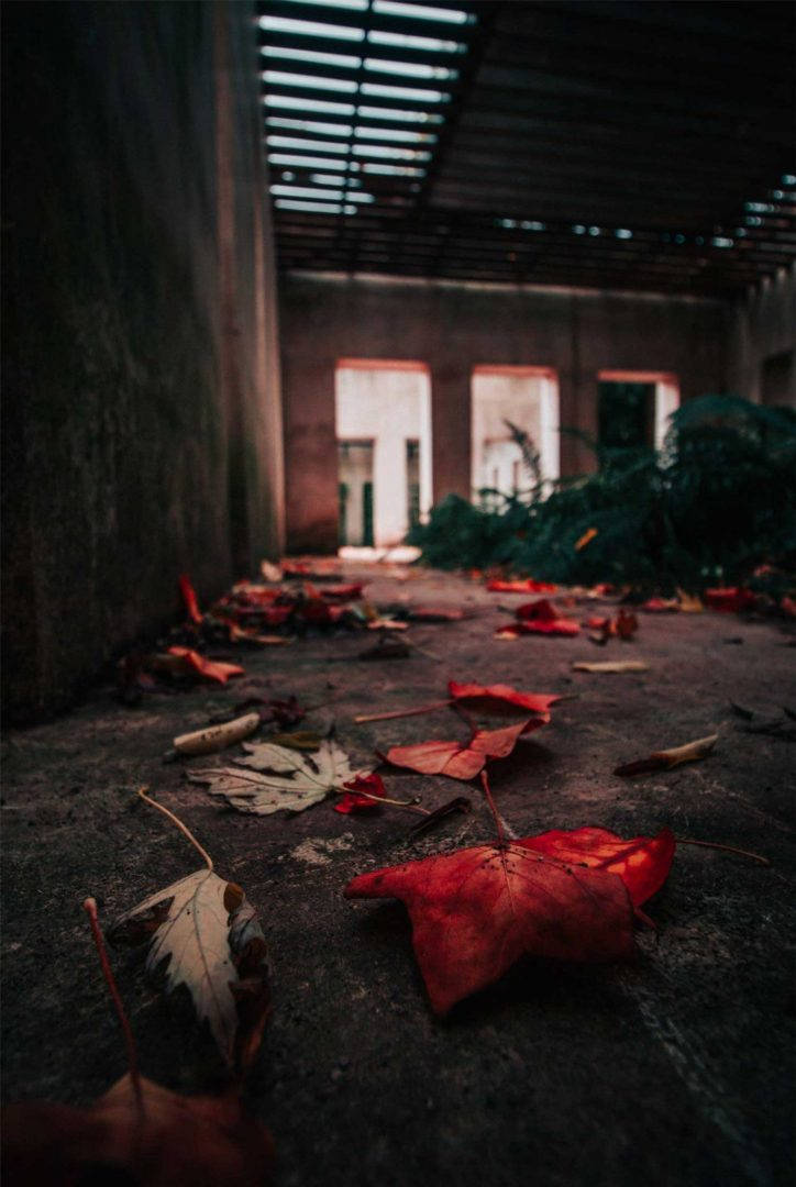廢棄建築物內裂開的混凝土地板上的紅色秋葉。