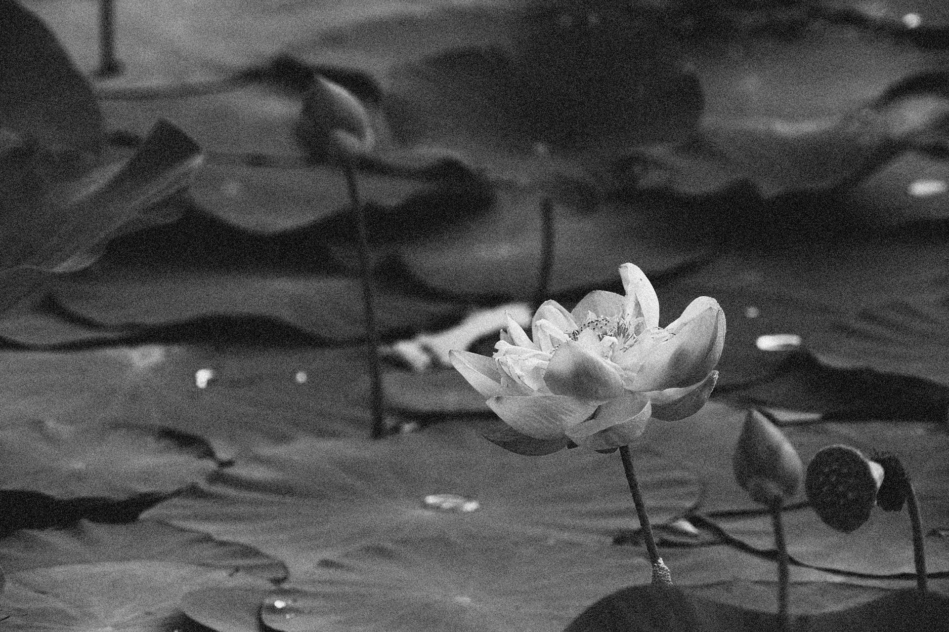 復古蓮花壁紙