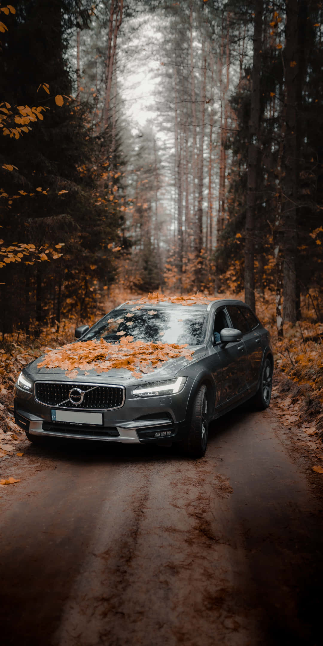 Volvo V60 車款 Pixel 3 秋日背景 壁紙 — 一輛灰色富豪SUV在霧氣籠罩的林蔭下行駛在鋪滿落葉的森林道路上。
