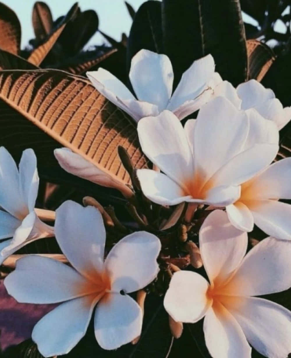 擁抱 Vsco 女孩美學 壁紙 — 白色雞蛋花帶橙色花心，在溫暖的金色陽光下，襯著深綠色葉子盛開。