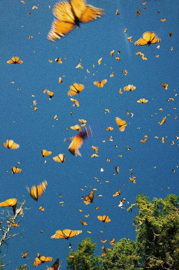 VSCO 蝴蝶翱翔天際 壁紙 — 一群鮮豔的橙色帝王蝶在藍天和綠樹頂上翩翩起舞。