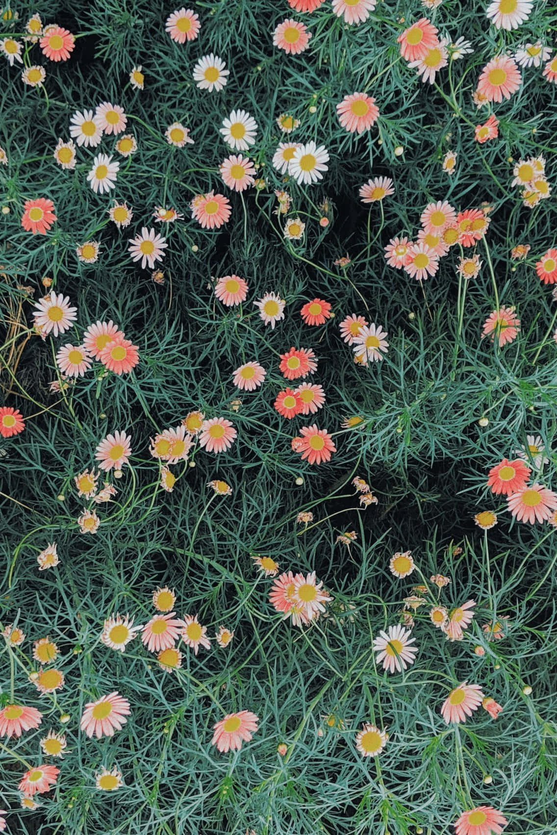 VSCO女孩把握夏日時光 壁紙