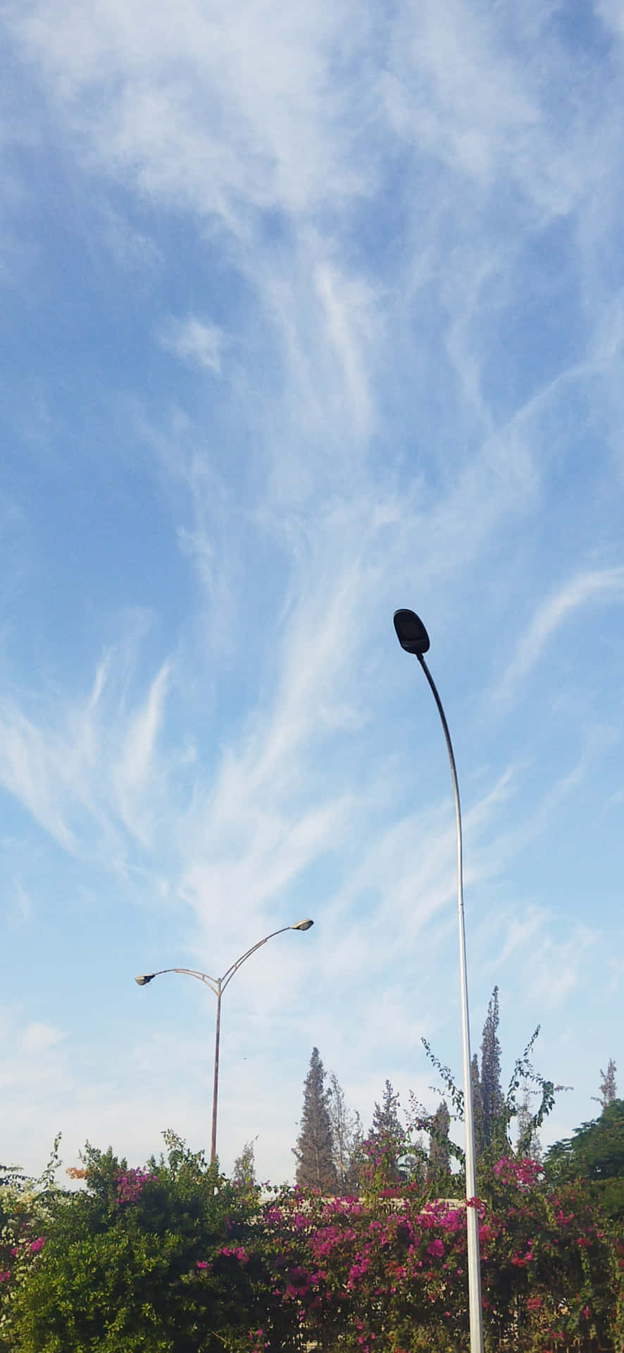 兩盞路燈高高矗立在開花灌木之上，藍天白雲。