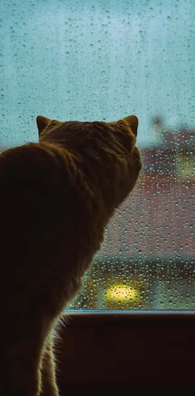  壁紙 — 一隻薑貓透過佈滿雨點的窗戶，凝視著被溫暖街燈照亮、模糊的城市景觀。