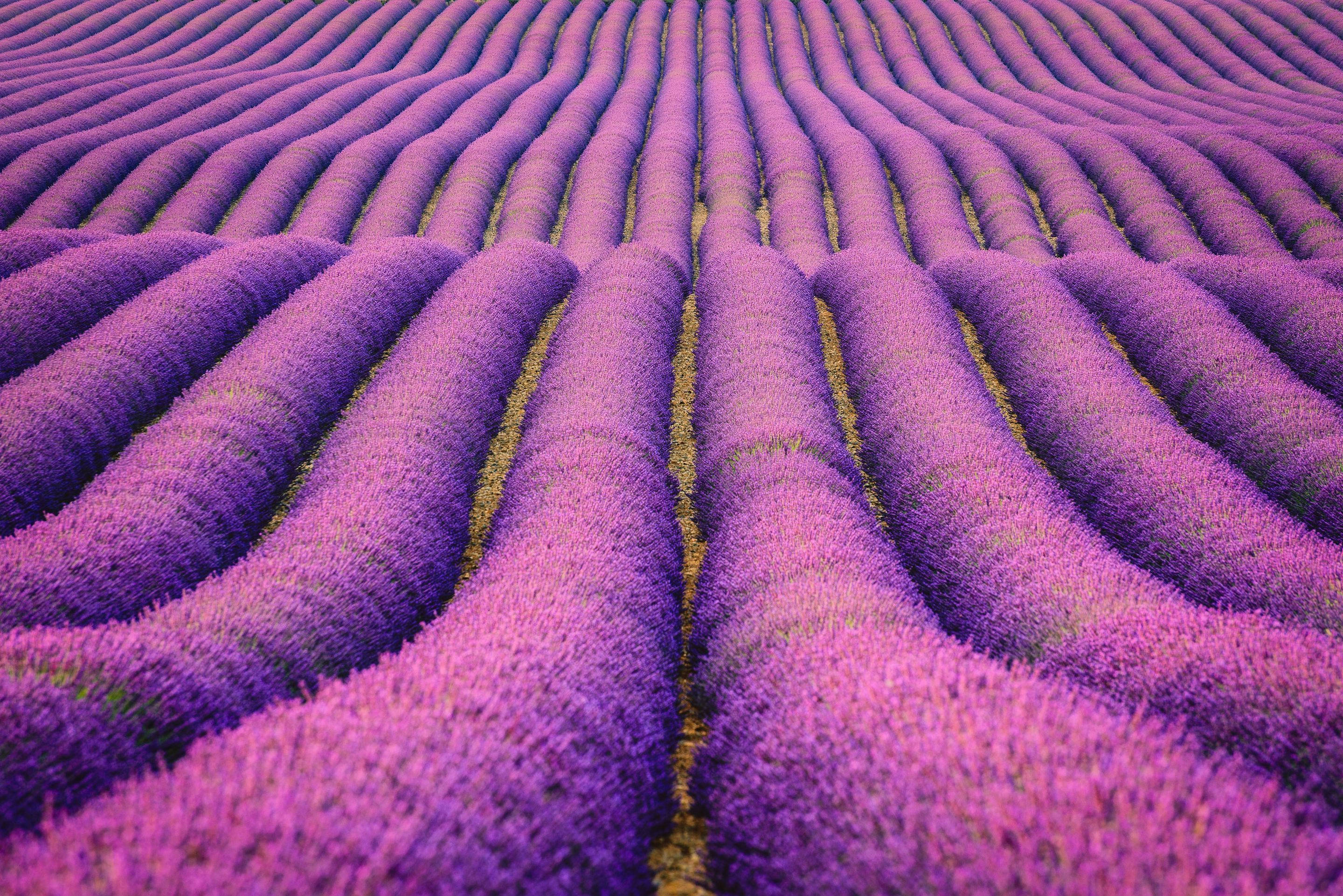 享受薰衣草花田的寧靜 壁紙 — 一排排充滿活力的紫色薰衣草延伸到遠方，在明亮的日光下創造出迷人的波浪狀圖案。