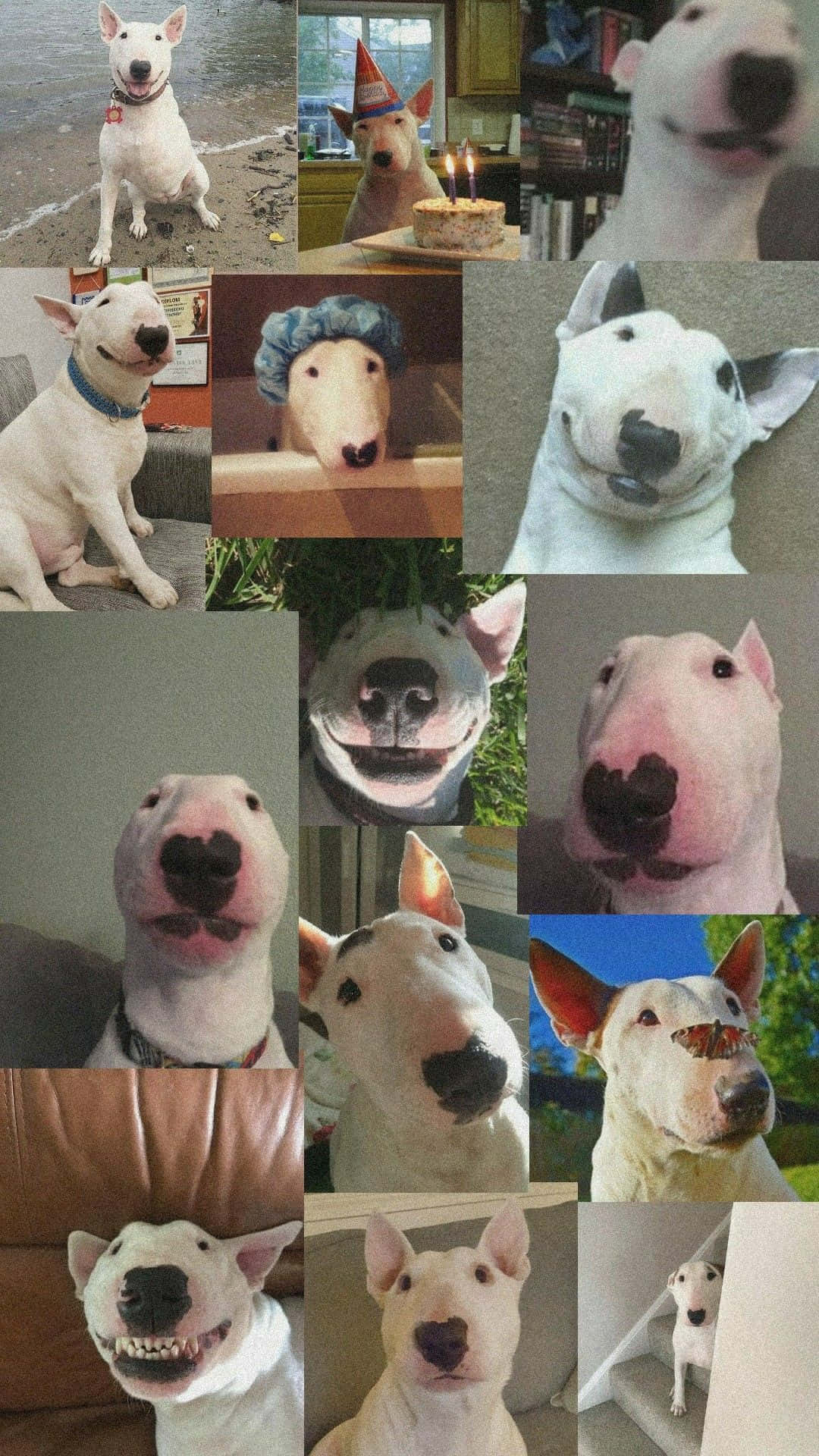 可愛的Walter牛頭犬 壁紙 — 一張快樂嘅拼貼畫，展示一隻白色牛頭梗喺各種頑皮姿勢同場景，包括沙灘、生日派對同埋特寫。