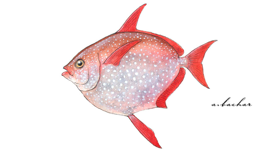 Opah 桌布 壁紙 — 一幅水彩插圖，描繪一條帶有鮮紅色魚鰭和淡粉紅色身體的斑點魚，背景為白色。