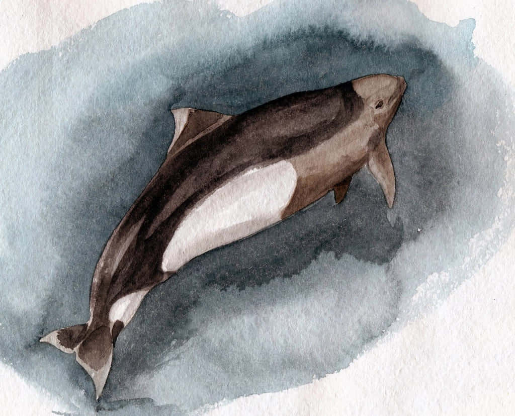Dall’s Porpoise 桌布 壁紙 — 一幅水彩畫，描繪一隻帶有深灰色和白色斑紋的海豚在柔和的藍灰色水漩渦中游泳。