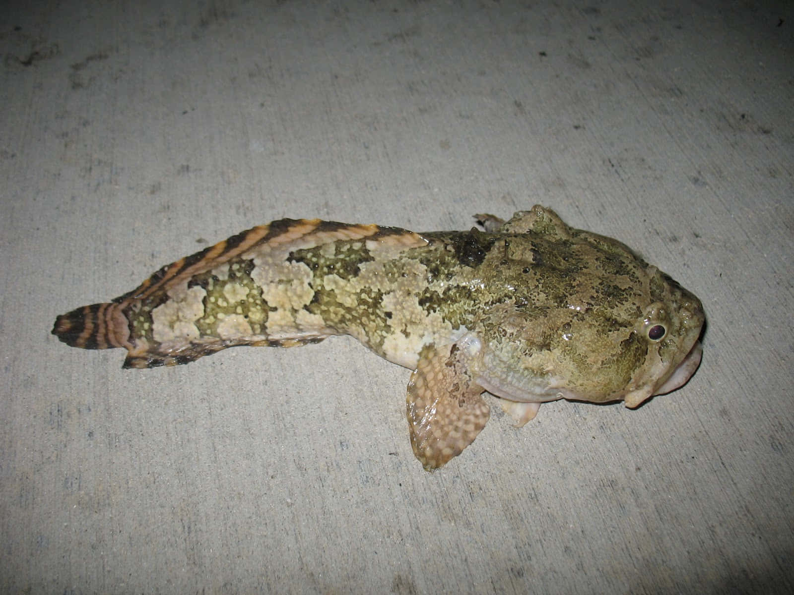 Toadfish 桌布 壁紙 — 一條偽裝的石頭魚，帶有斑駁的綠色、棕色和橙色圖案，靜止不動地躺在灰色混凝土表面上。