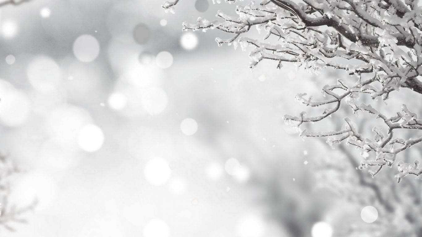 冬季白色聖誕 壁紙 — 積雪的樹枝框出一個柔和的散景冬季場景，伴隨著輕柔飄落的雪花。