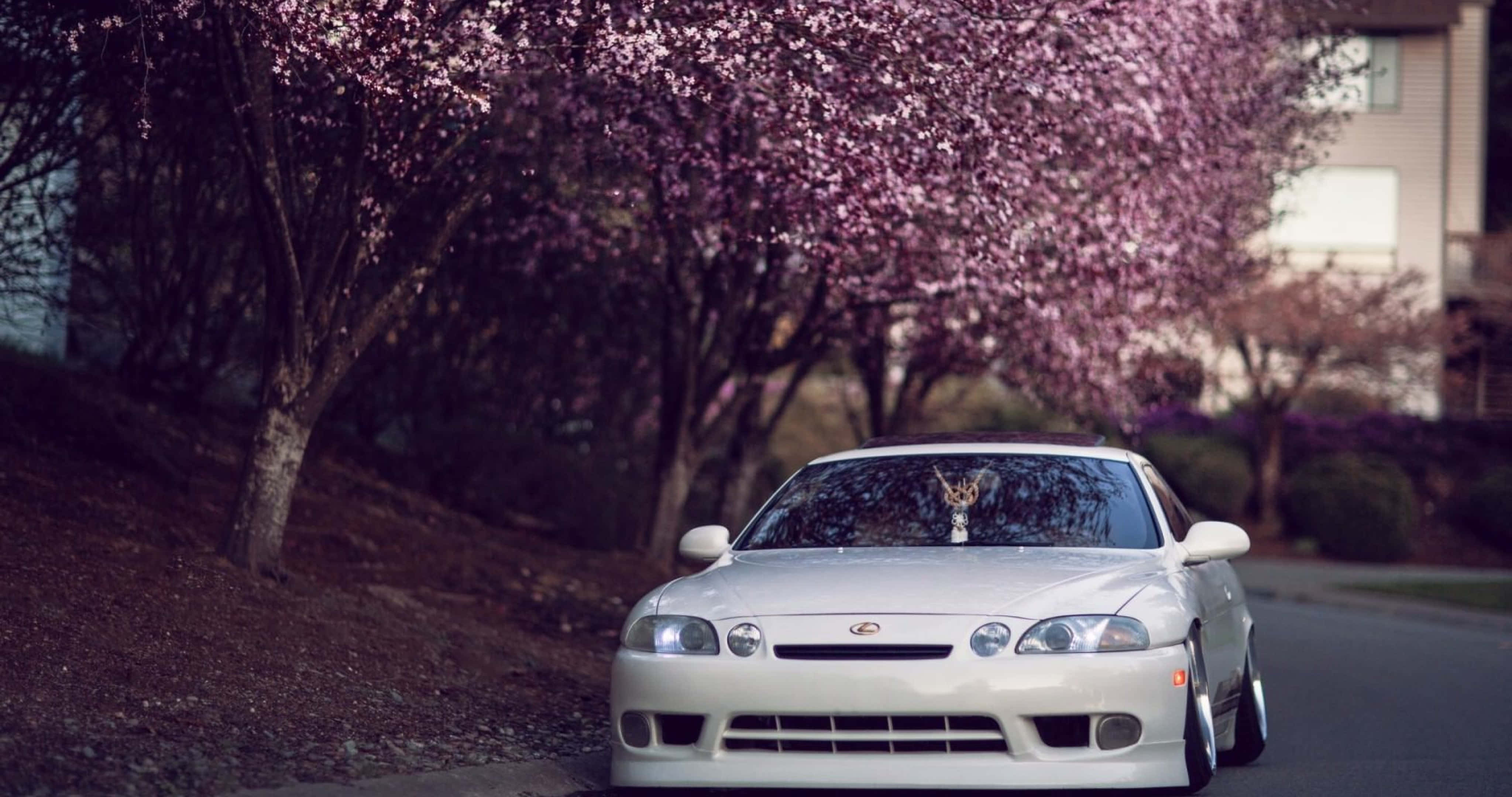 Lexus Sc 300 桌布 壁紙 — 一輛白色跑車停泊在盛開的粉紅色櫻花樹下，有一隻貓蹲在引擎蓋上。