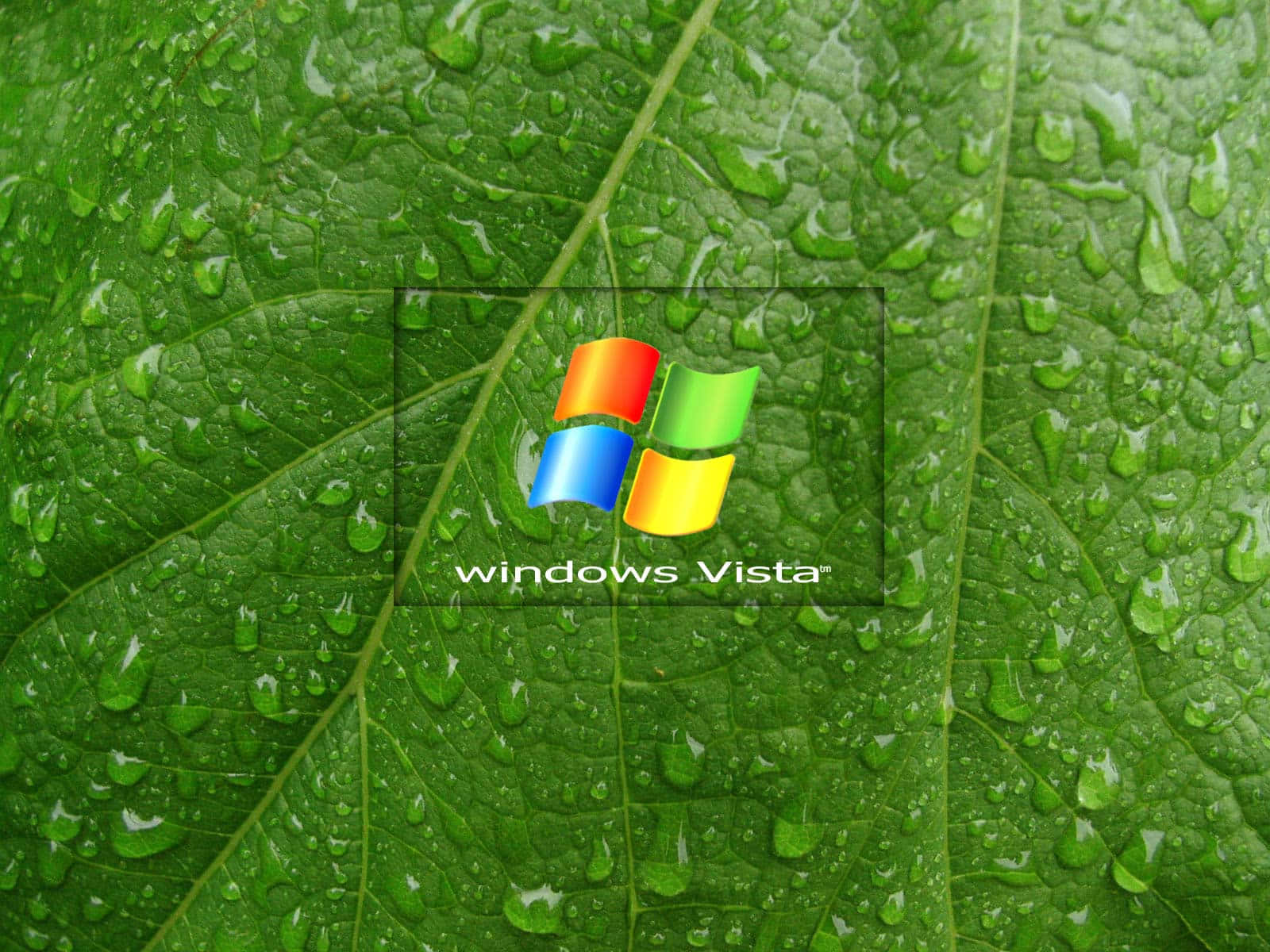 Windows Vista 桌布 壁紙 — Windows Vista 標誌居中於一片閃爍著露珠的鮮綠色葉子上。