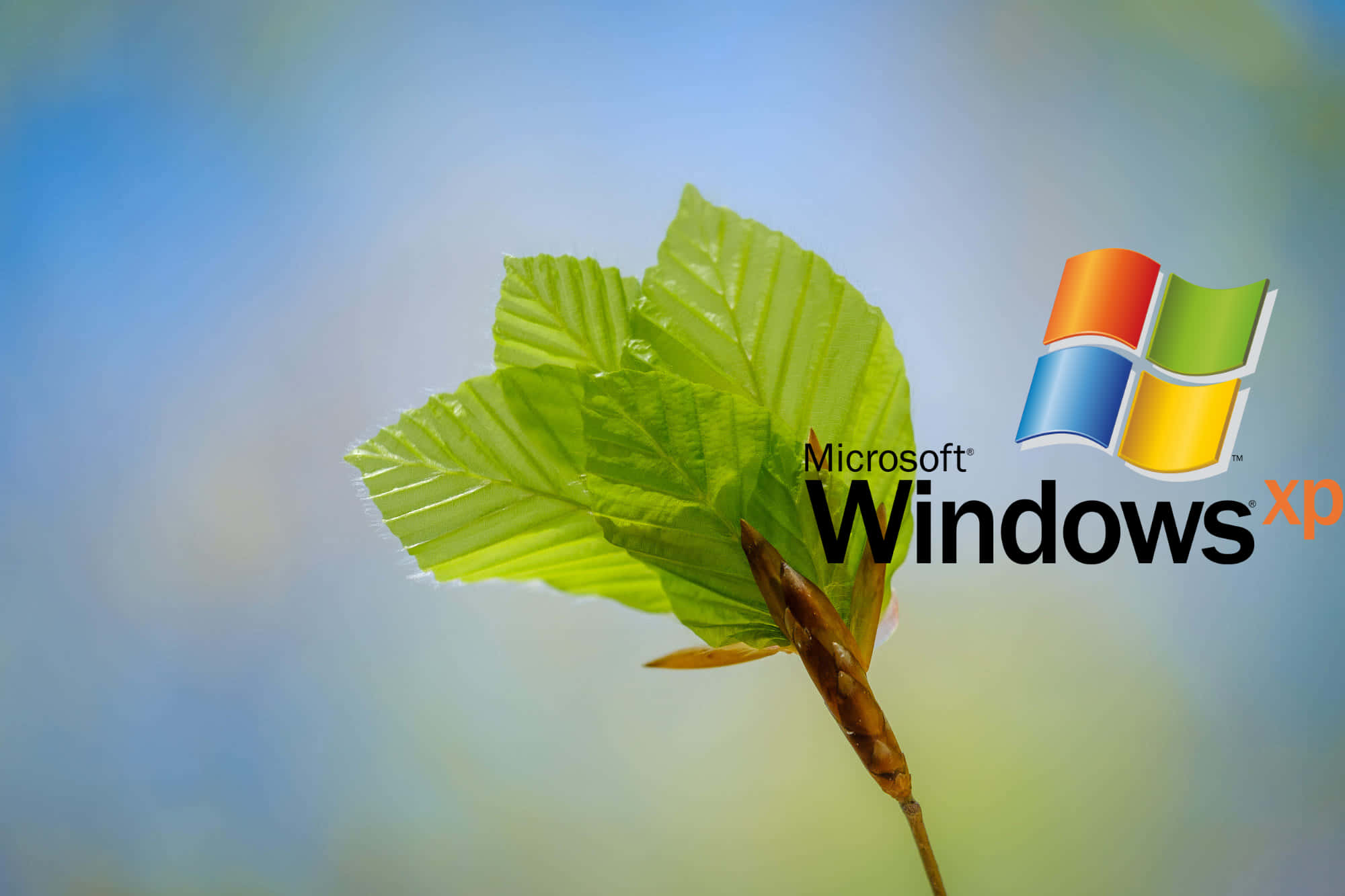 Windows XP 標誌 壁紙 — 一片充滿活力的綠色葉子帶有露珠，在柔和的藍天中漂浮在 Microsoft Windows XP 標誌旁邊。
