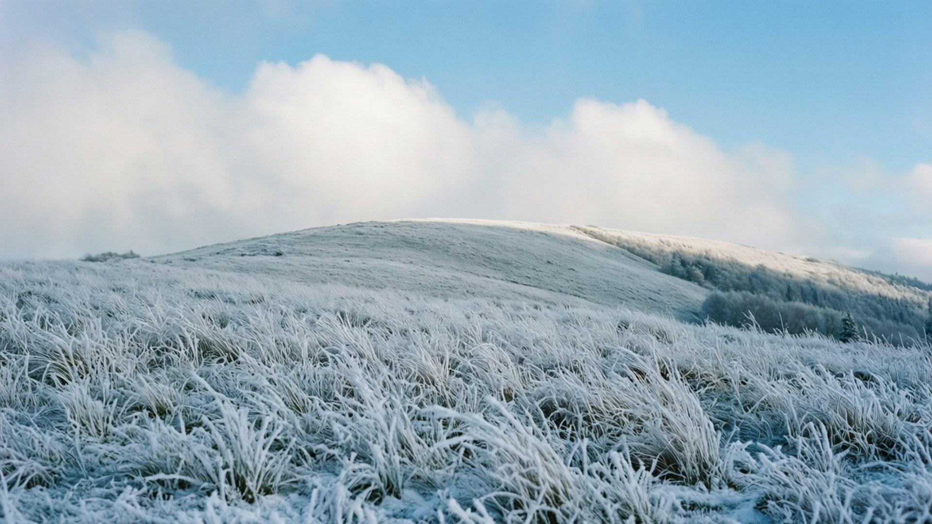 藍天白雲下雪坡上的霜凍草