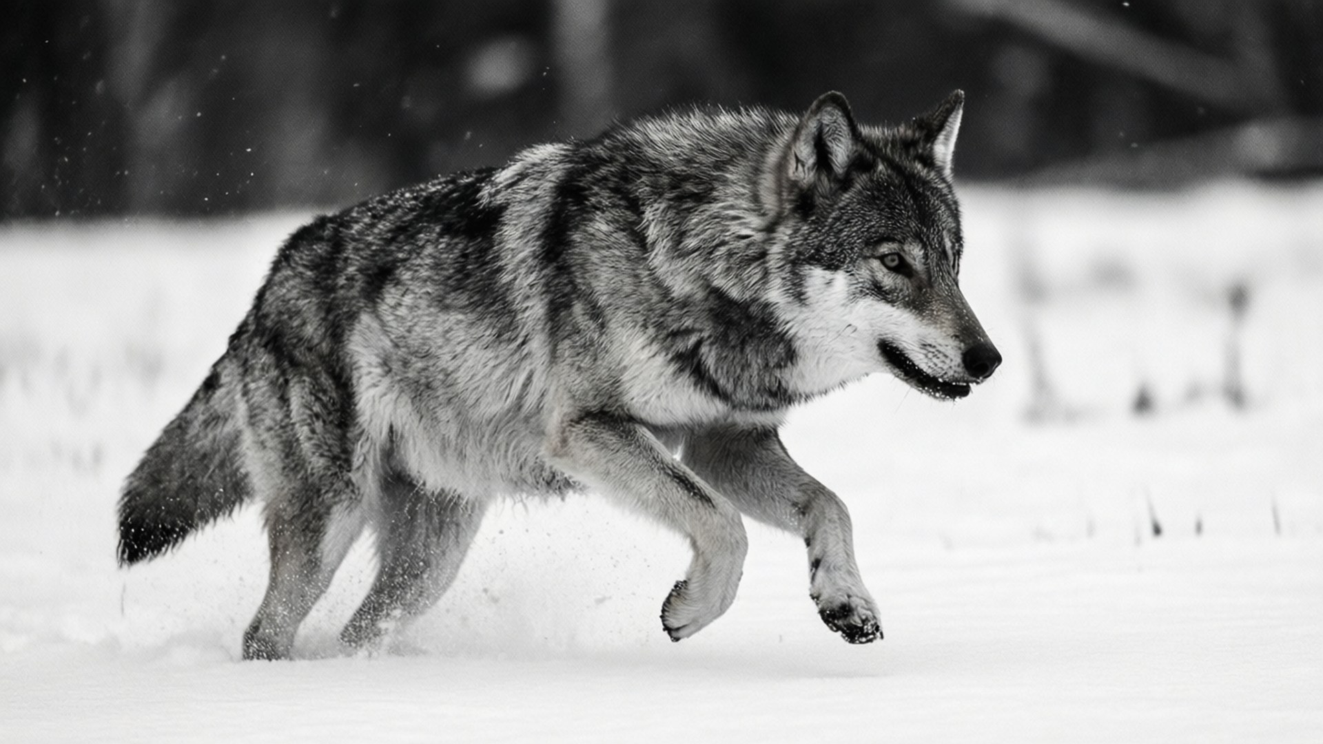 Wolf in Snow 壁紙 — 一頭狼在深雪中強而有力地行走，毛髮飛揚，雪從爪間噴灑，形成鮮明的單色場景。