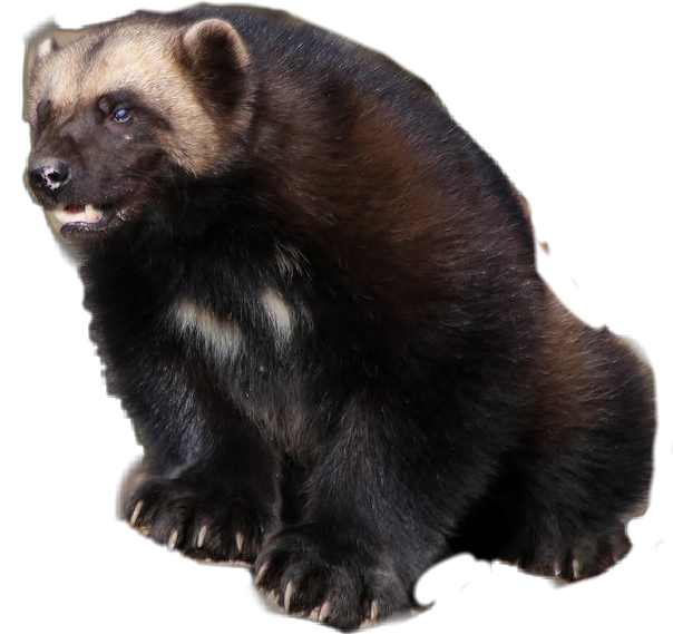 Wolverine 動物側面視圖 壁紙 — 一張狼獾的逼真照片，擁有濃密的深色毛髮和淺色斑紋，坐在黑色背景前。