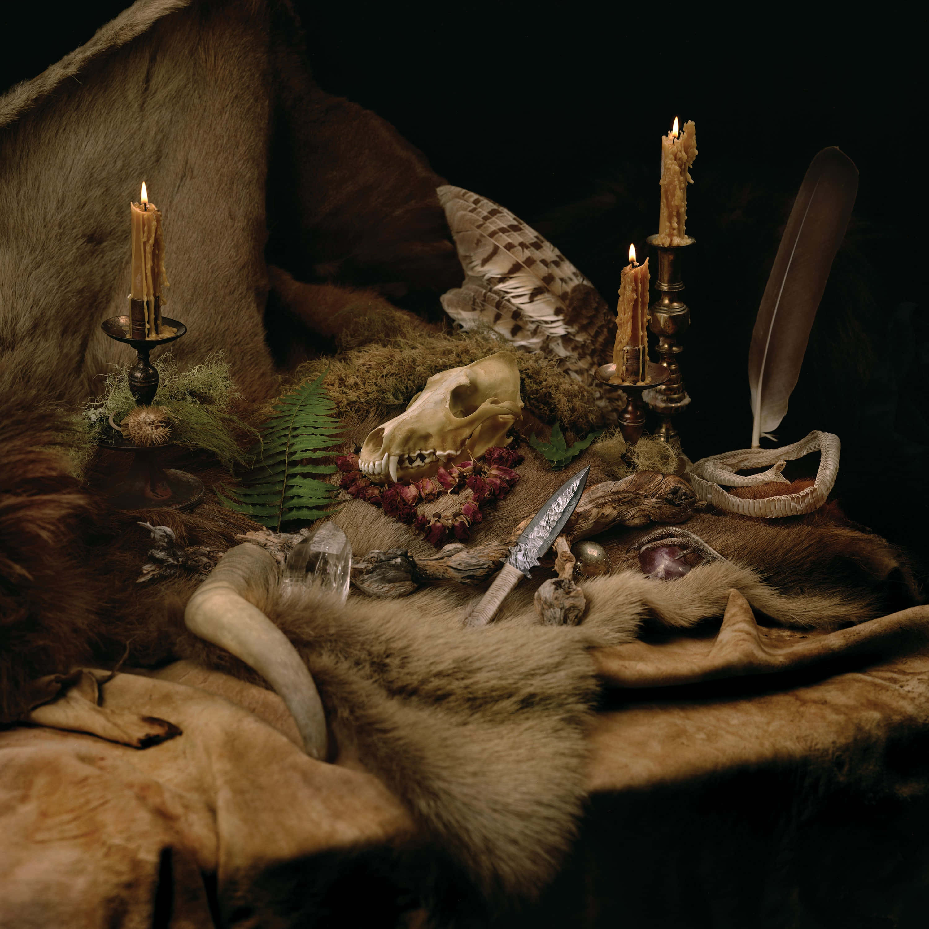 Wolves in the Throne Room《Primordial Arcana》專輯封面 壁紙 — 一幅充滿氣氛的靜物畫，包含動物頭骨、羽毛、蠟燭和毛皮，在戲劇性的燈光下。
