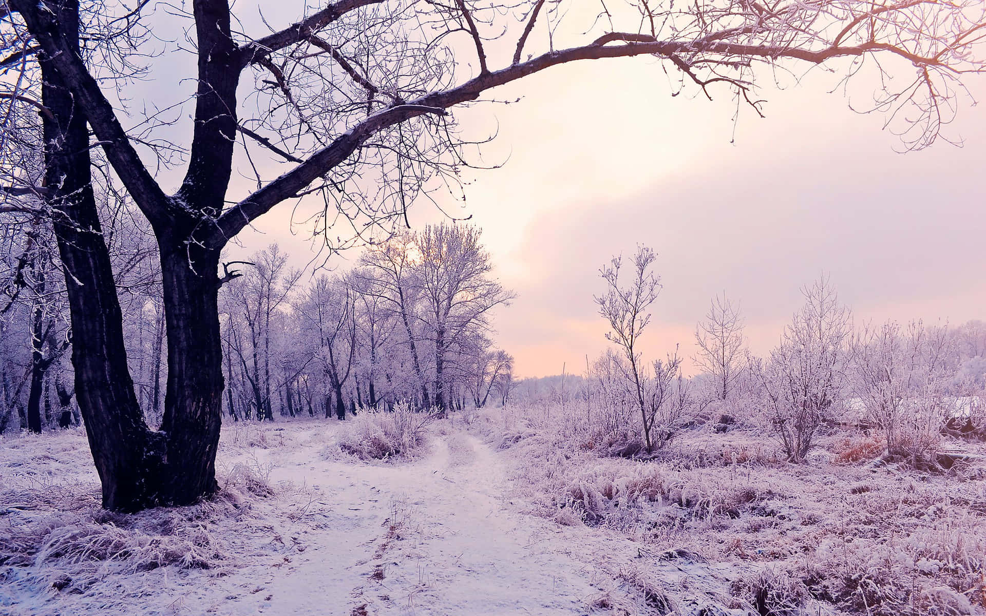 暮色中的霜凍森林小徑，覆雪樹木與柔和粉紅紫色天空