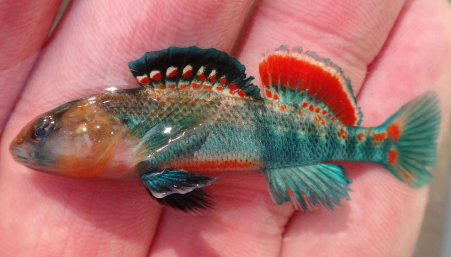  壁紙 — 一條細小、色彩鮮豔的魚，帶有紅橙色和藍綠色的魚鰭，輕輕地躺在一個人張開的手掌中。