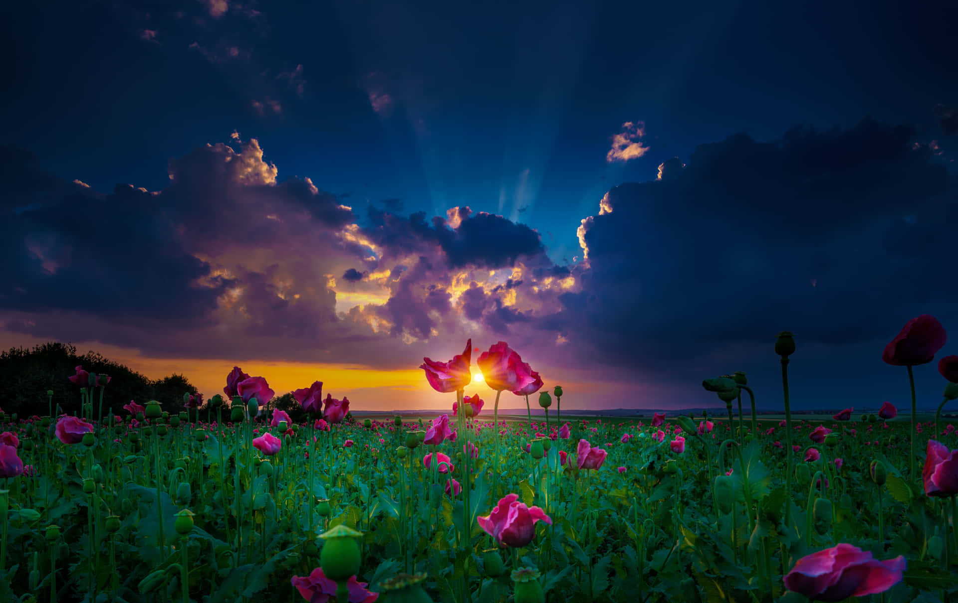  壁紙 — 夕陽的光線穿過戲劇性的雲層，照射在暮色中閃耀的鮮豔粉紅色罌粟花田上。